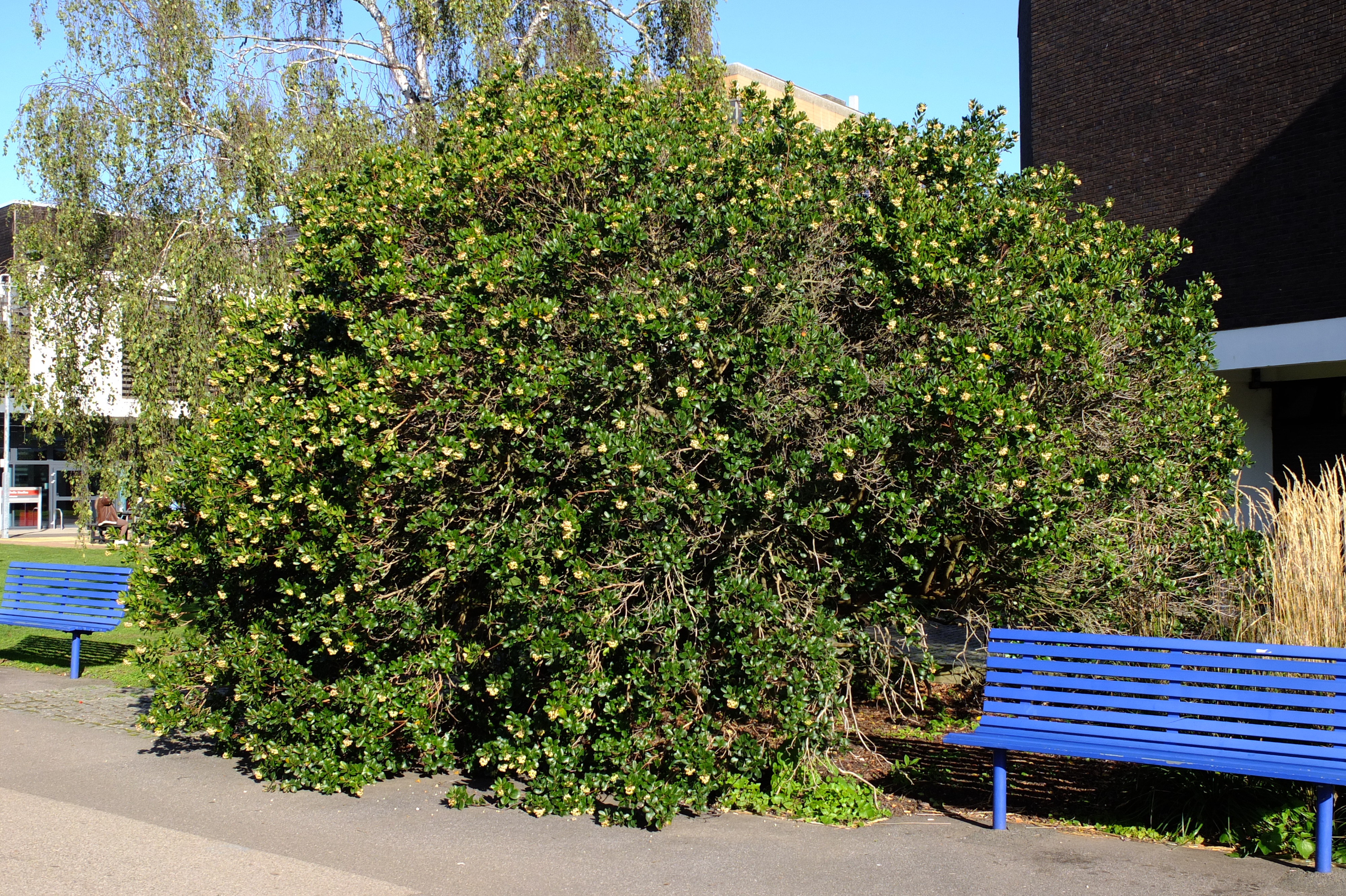 full-size image
