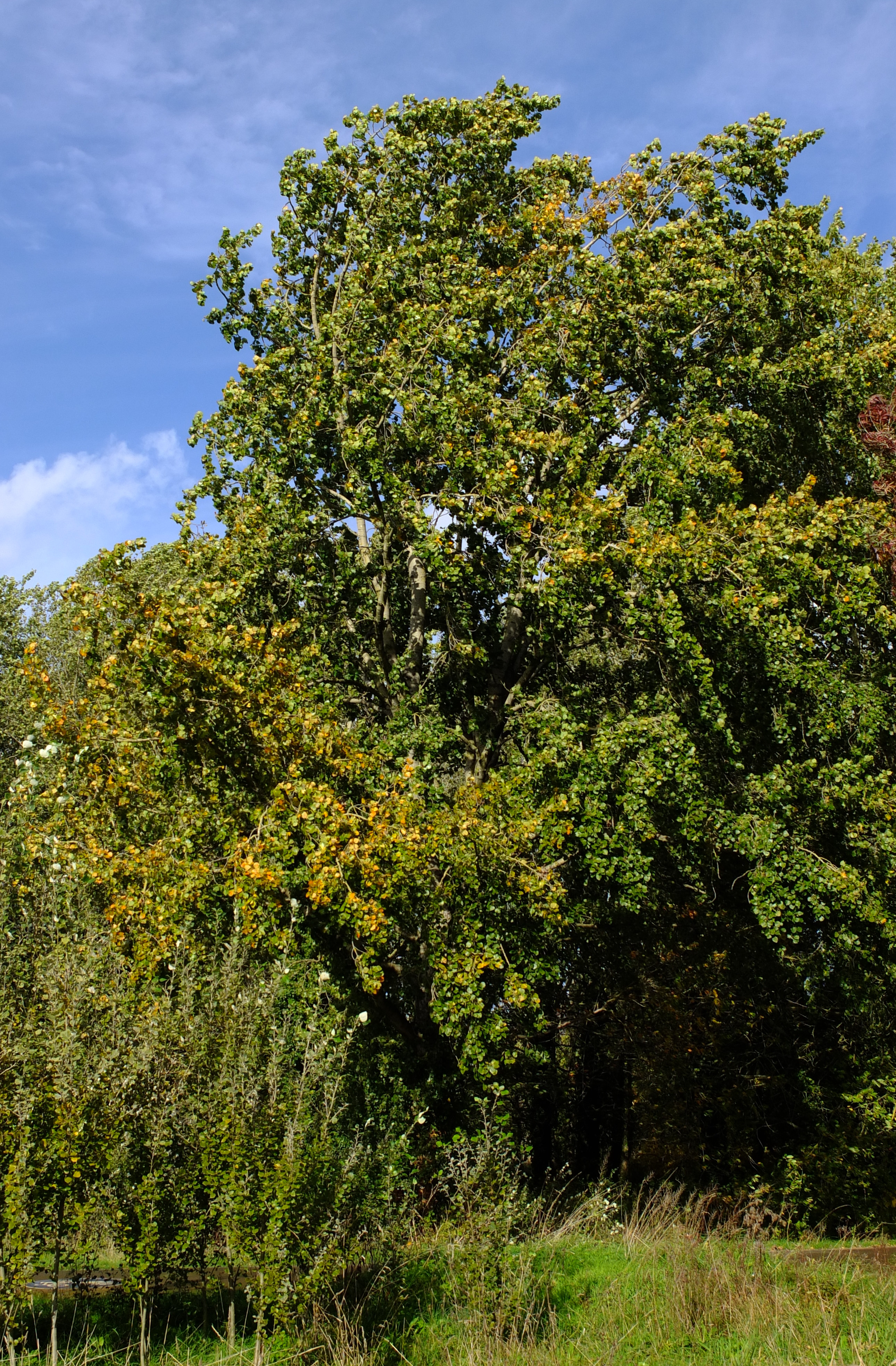 full-size image