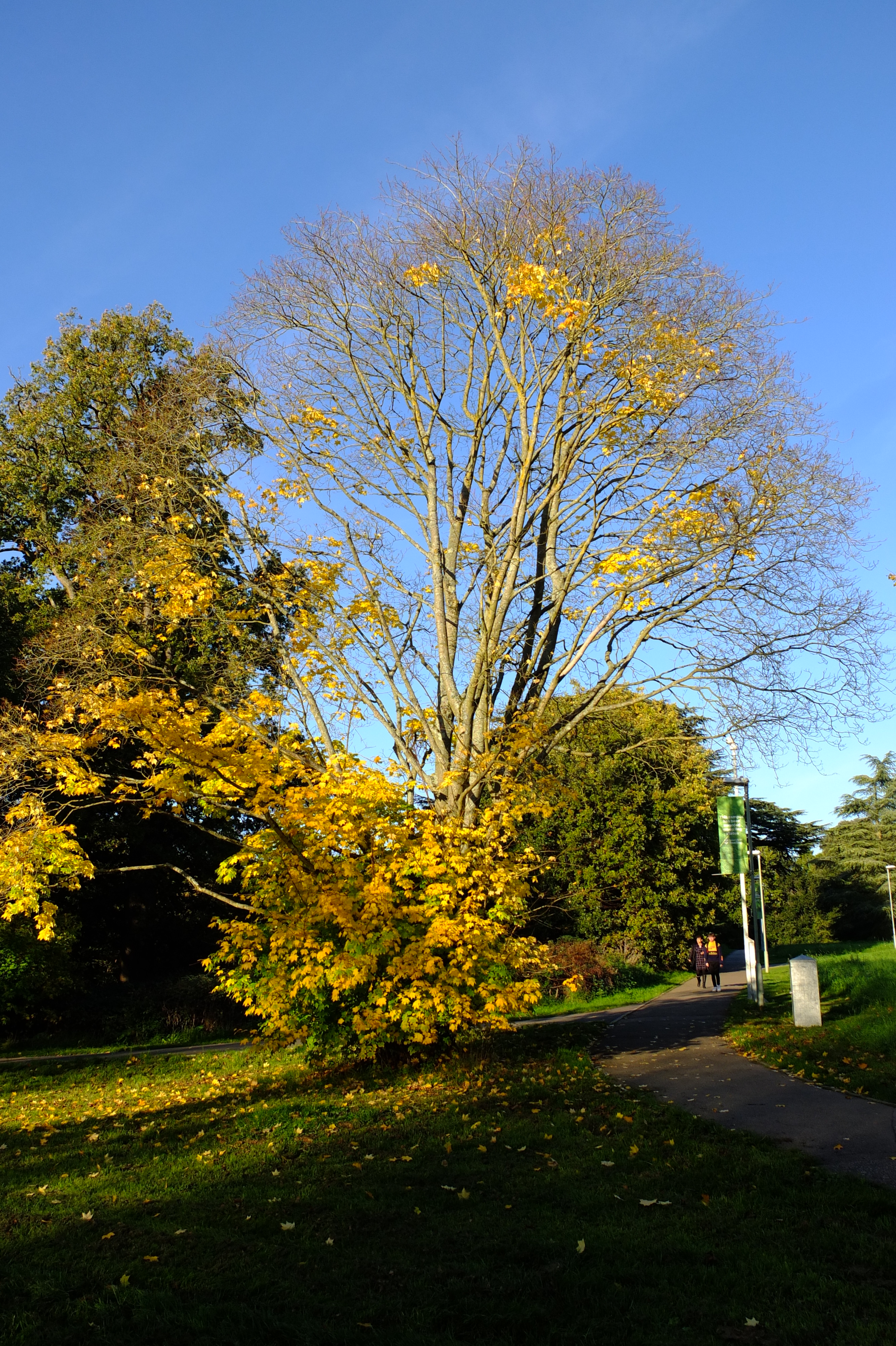 full-size image
