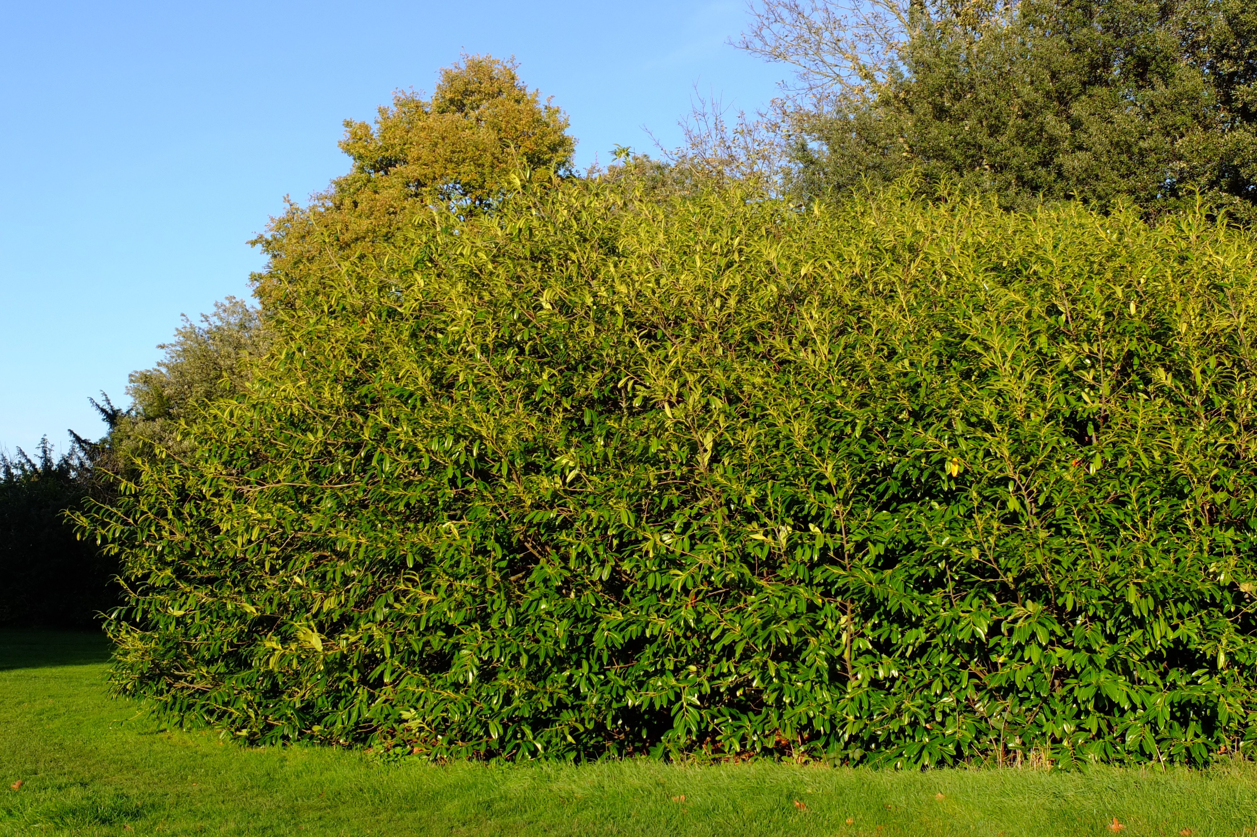 full-size image