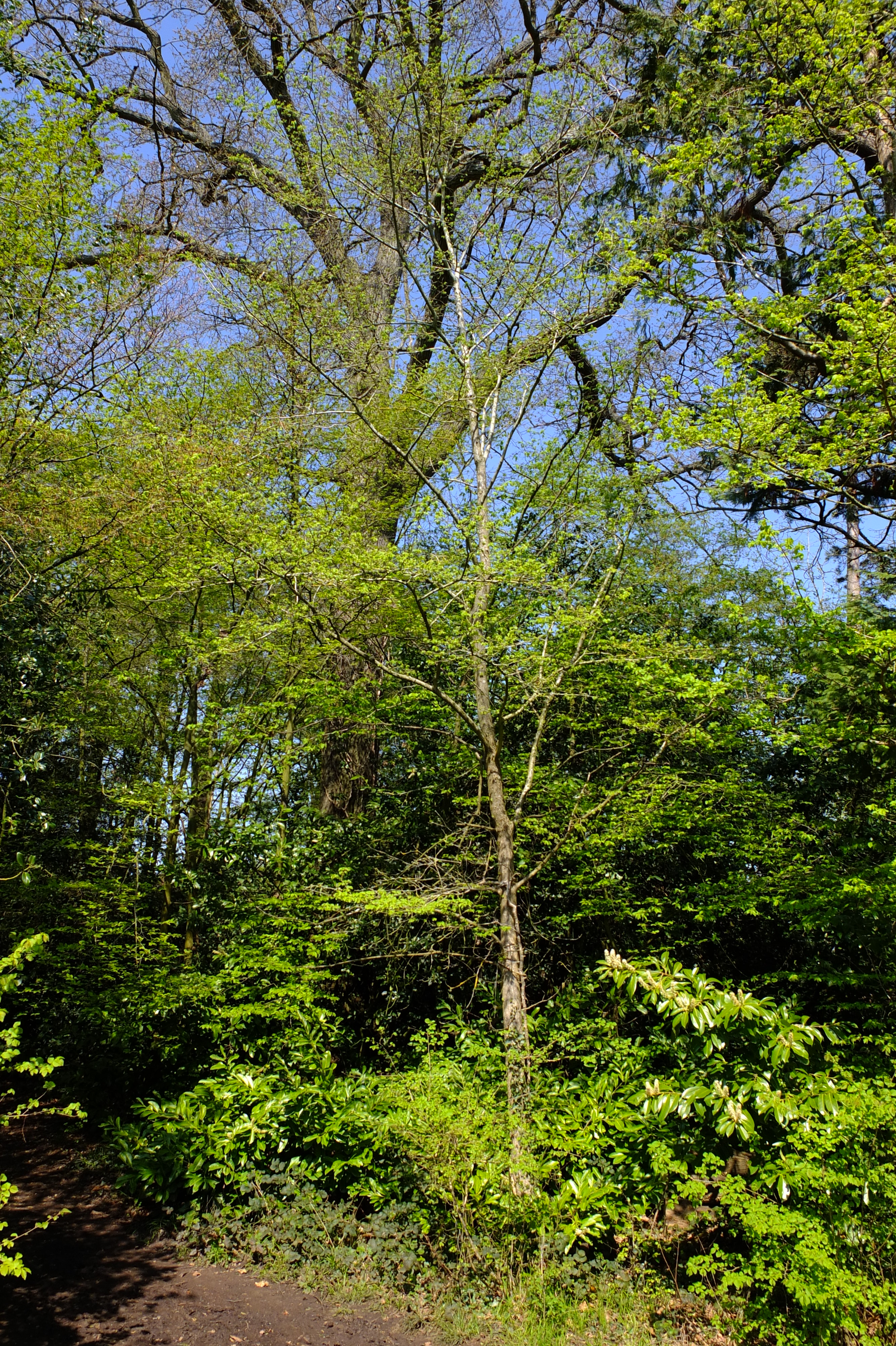 full-size image