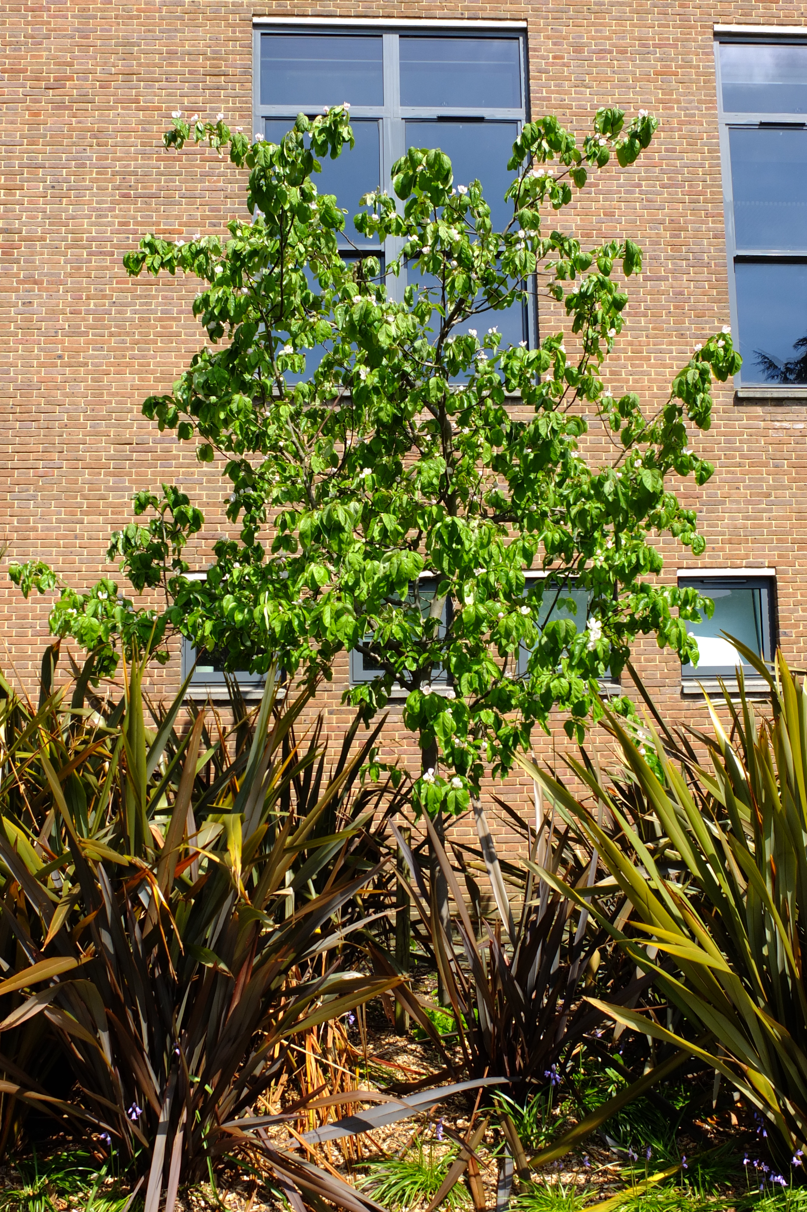 full-size image