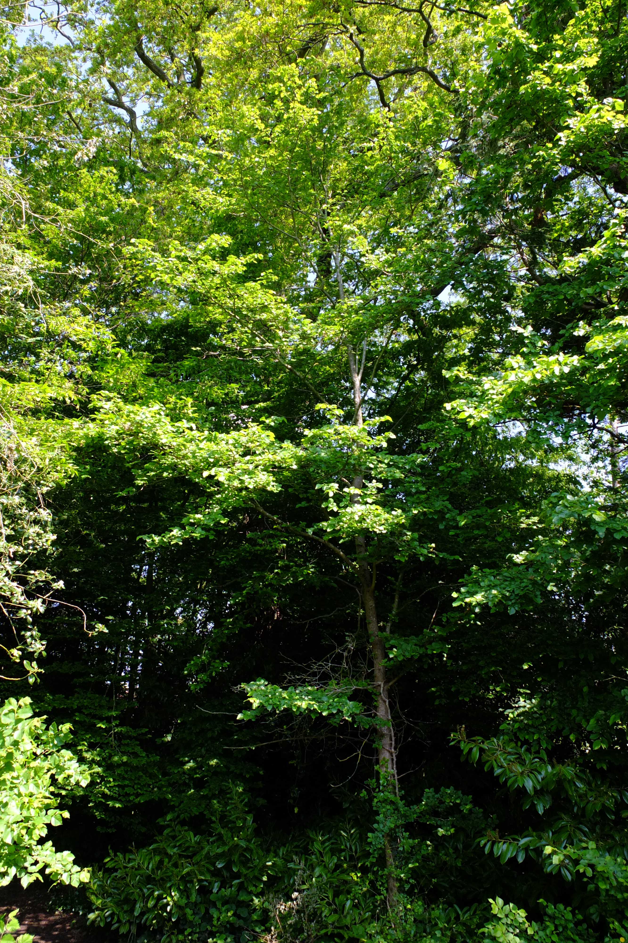 full-size image