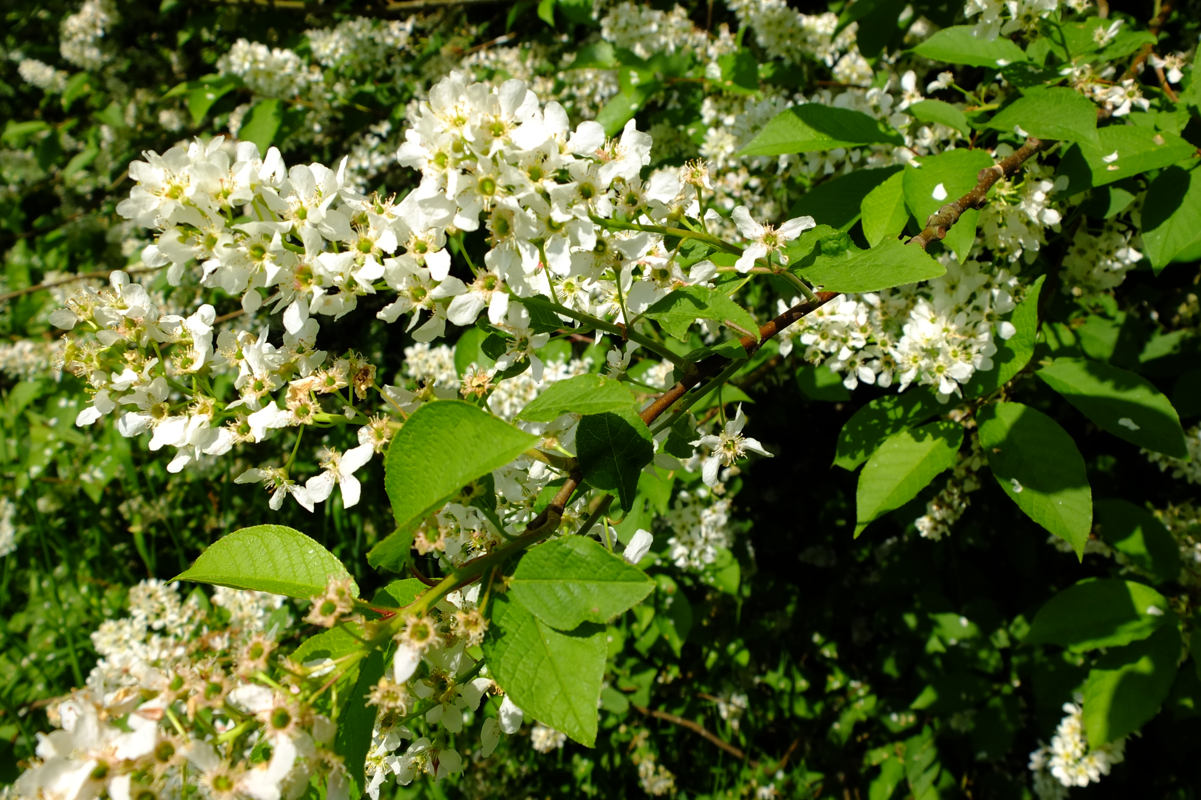 full-size image