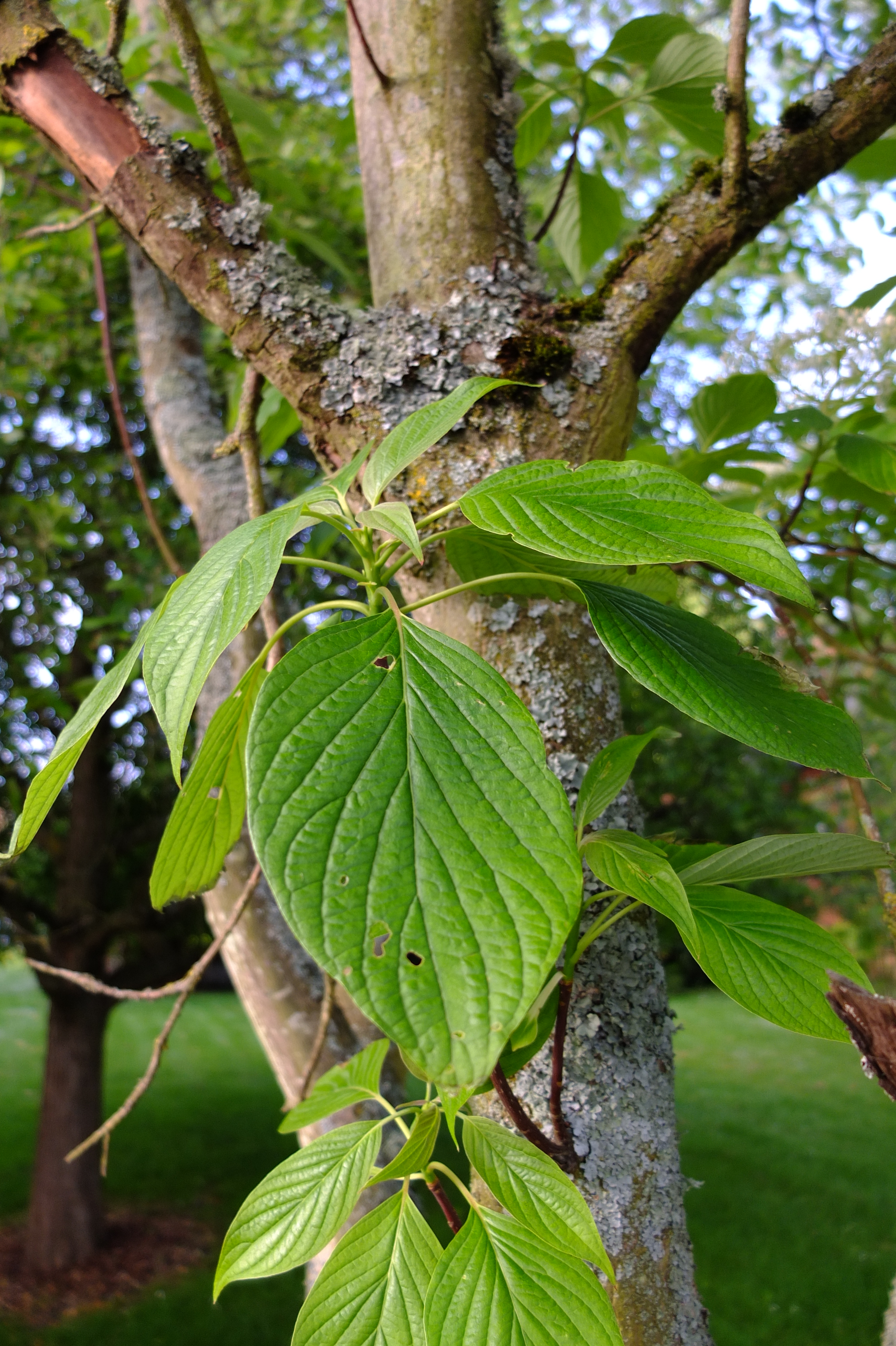 full-size image