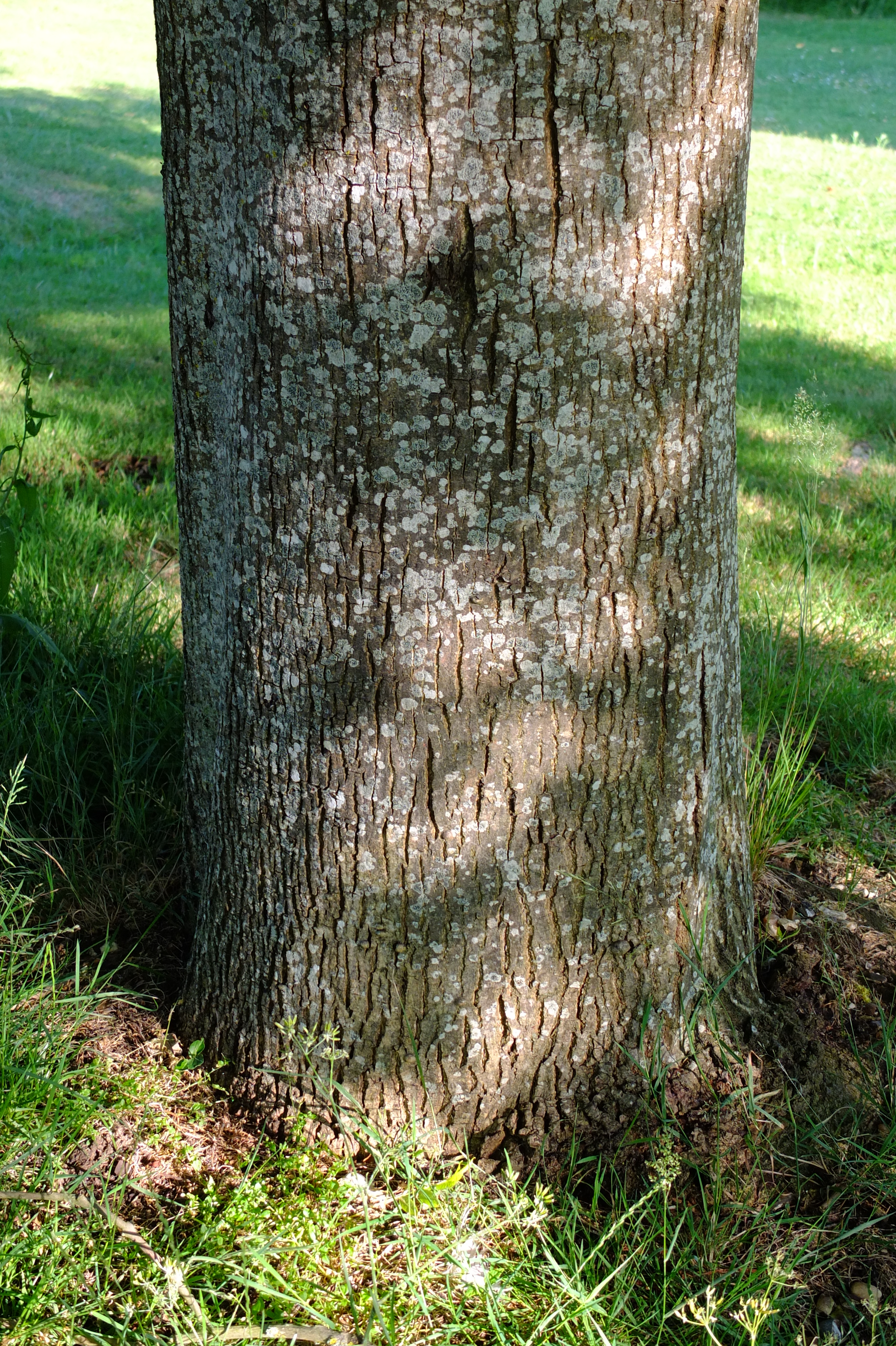 full-size image