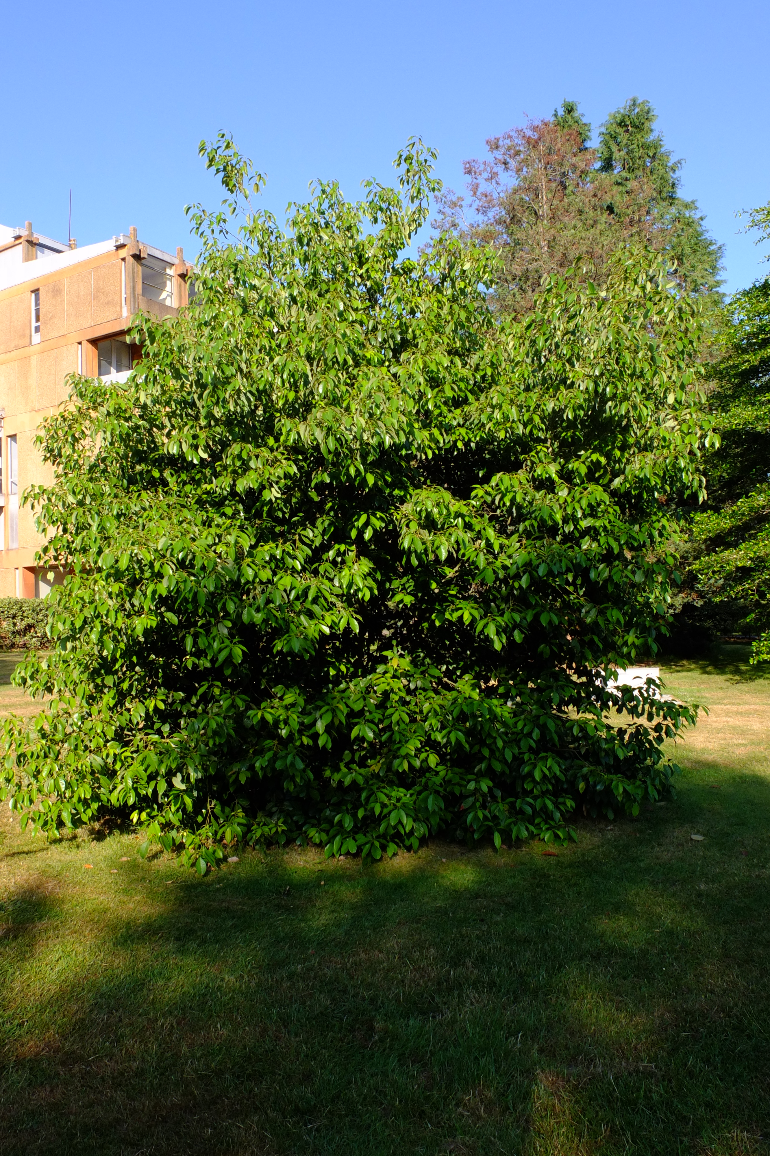 full-size image