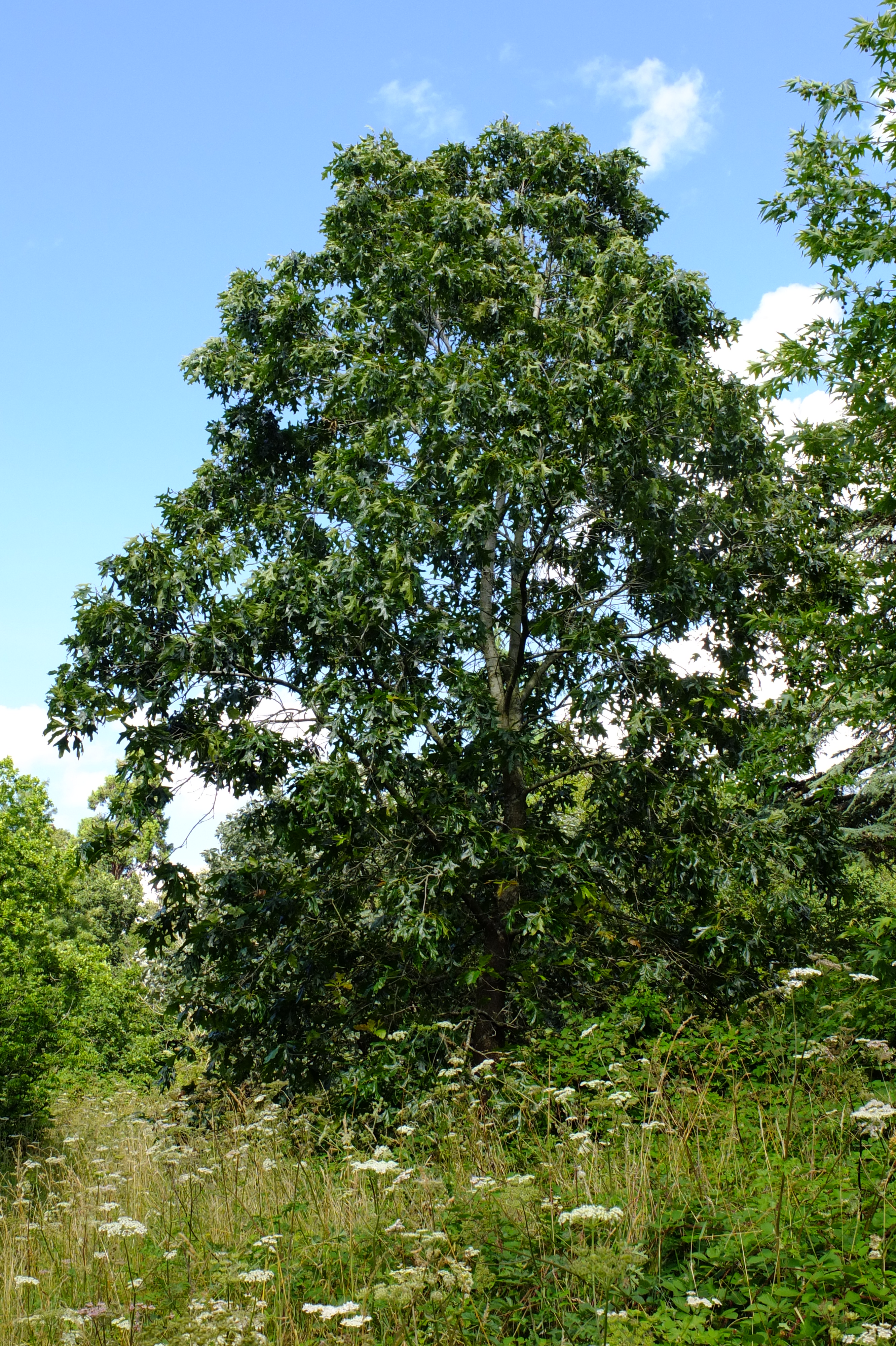 full-size image