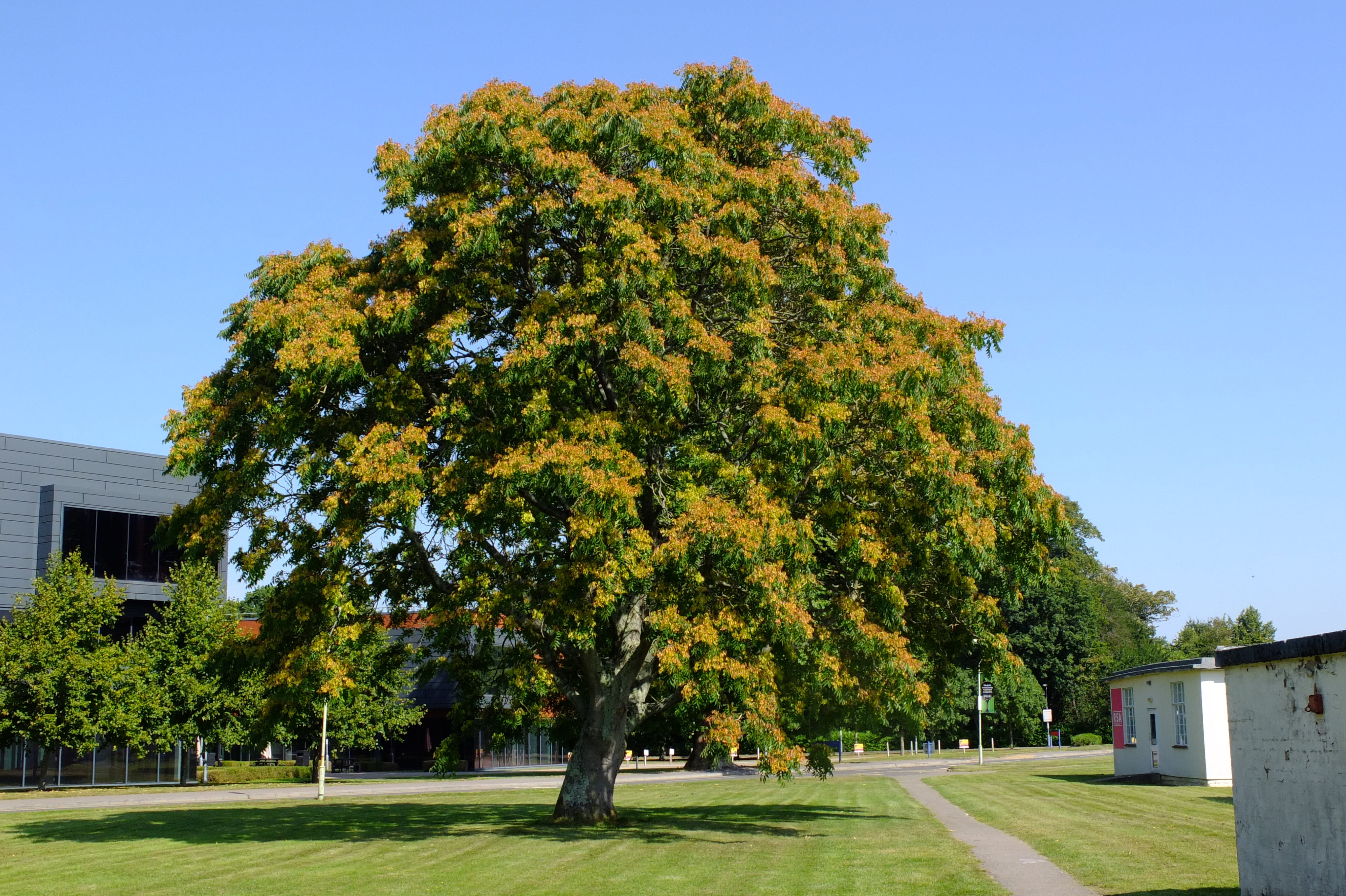 full-size image
