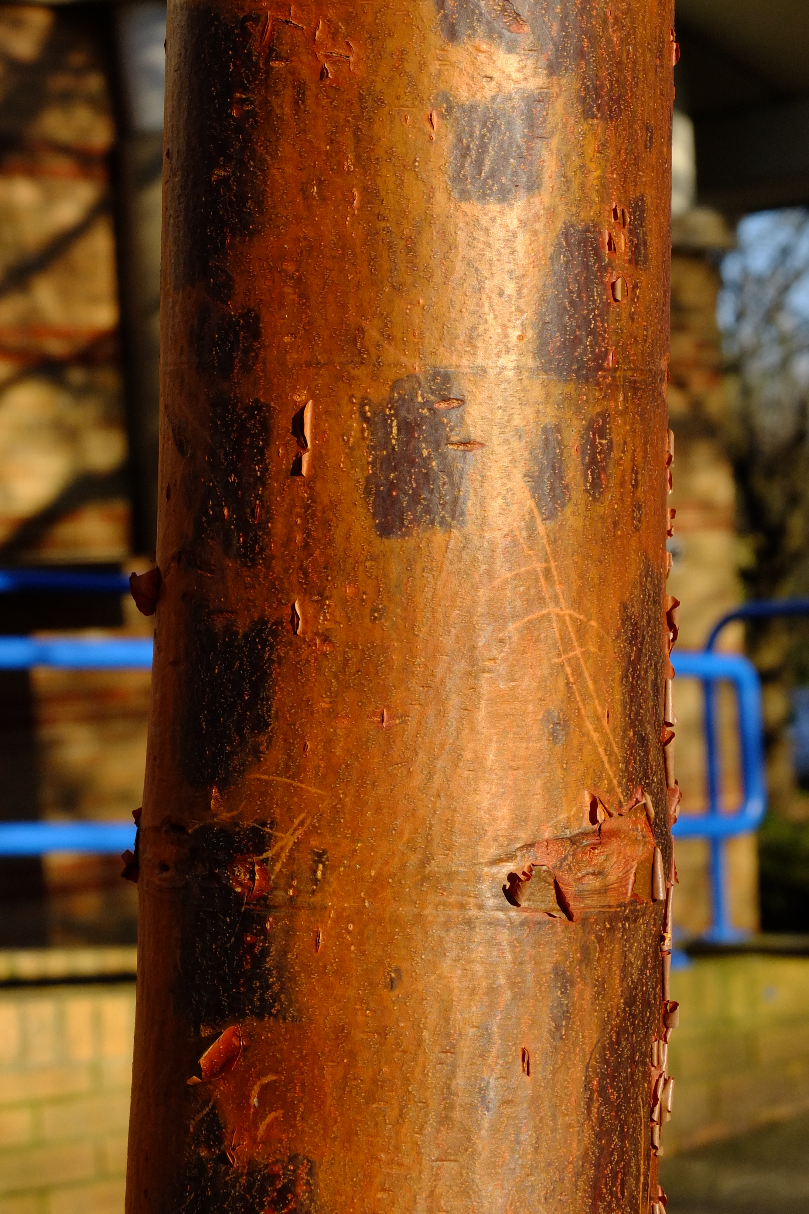 full-size image