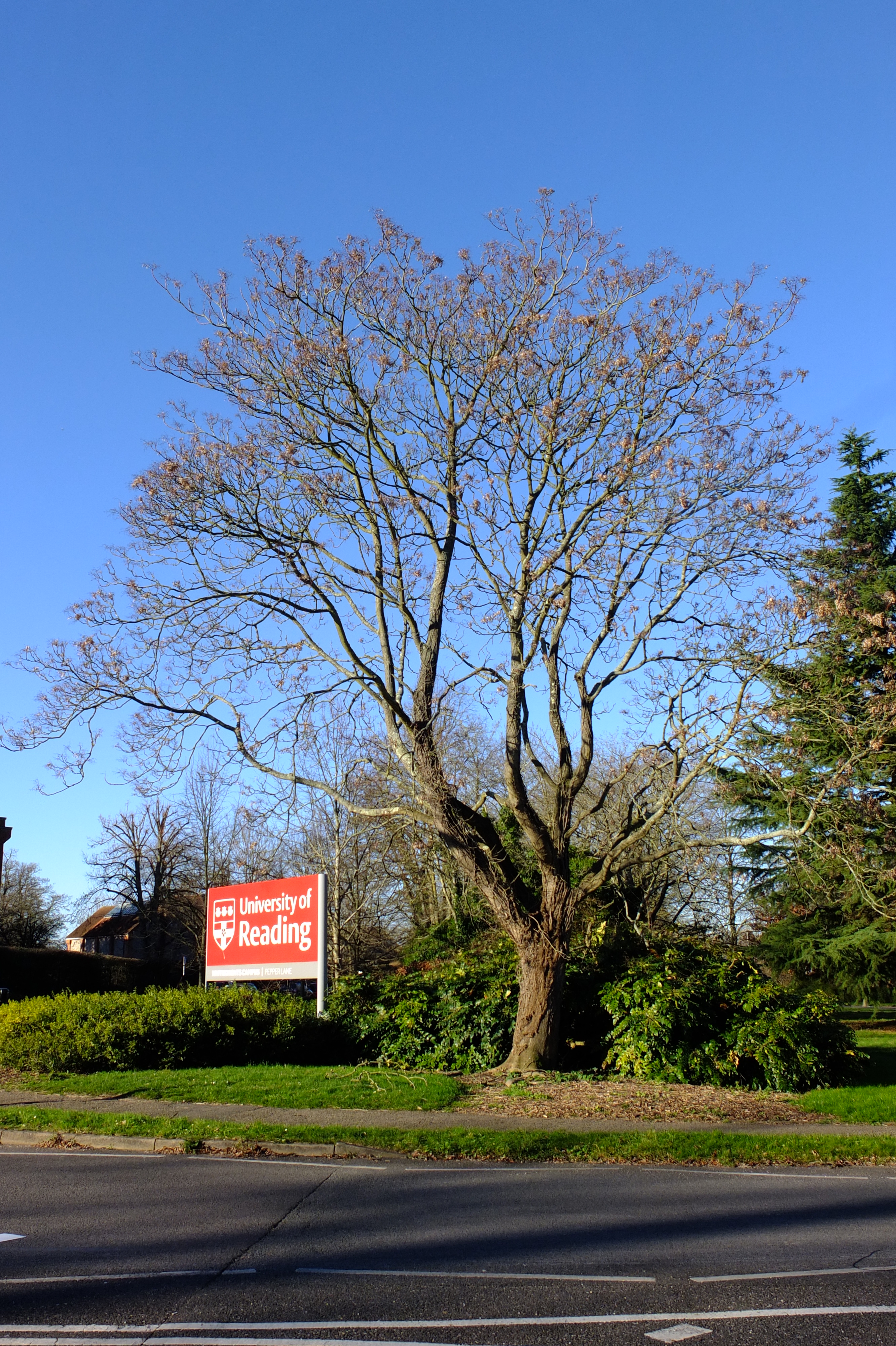 full-size image
