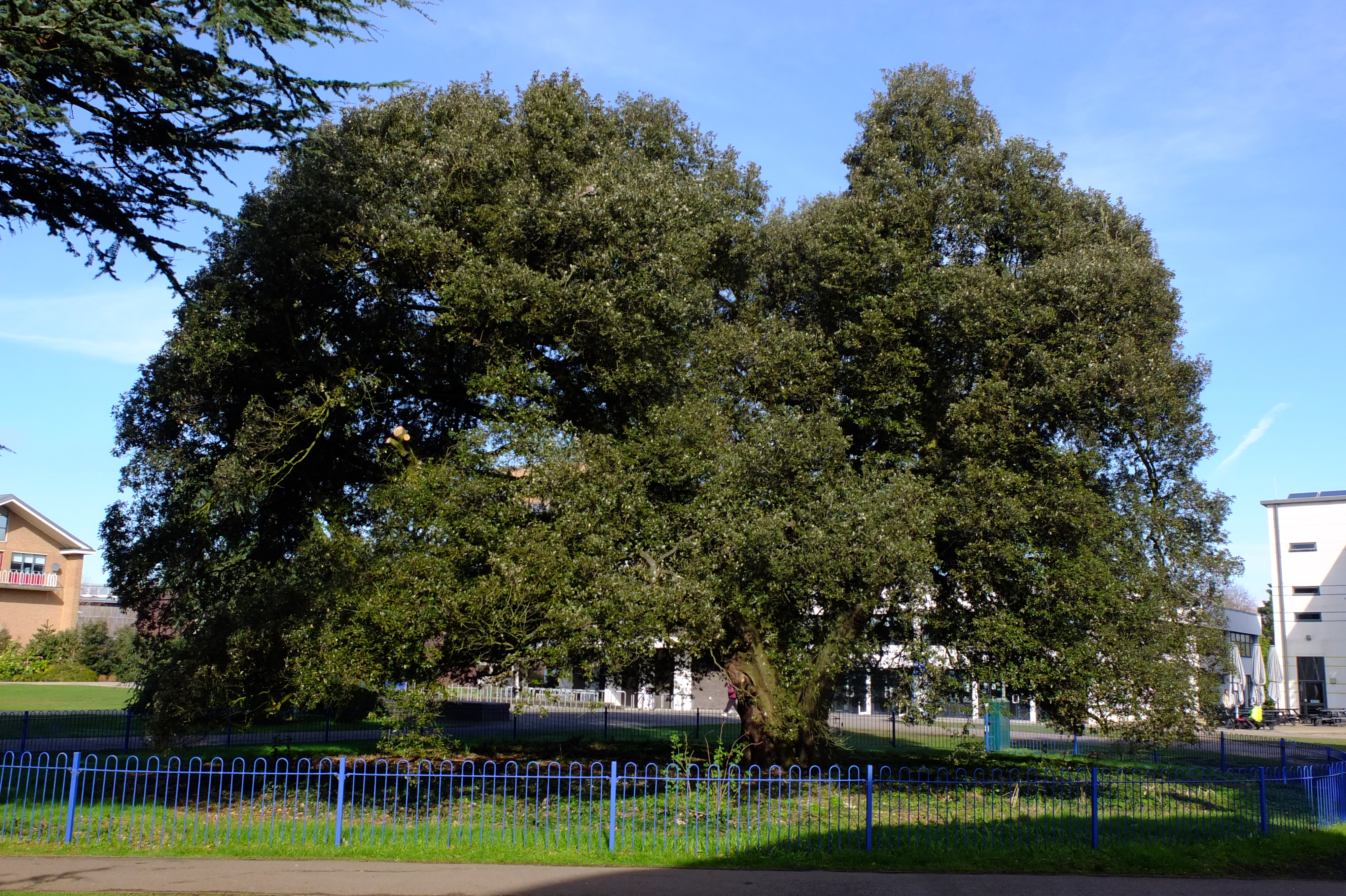 full-size image