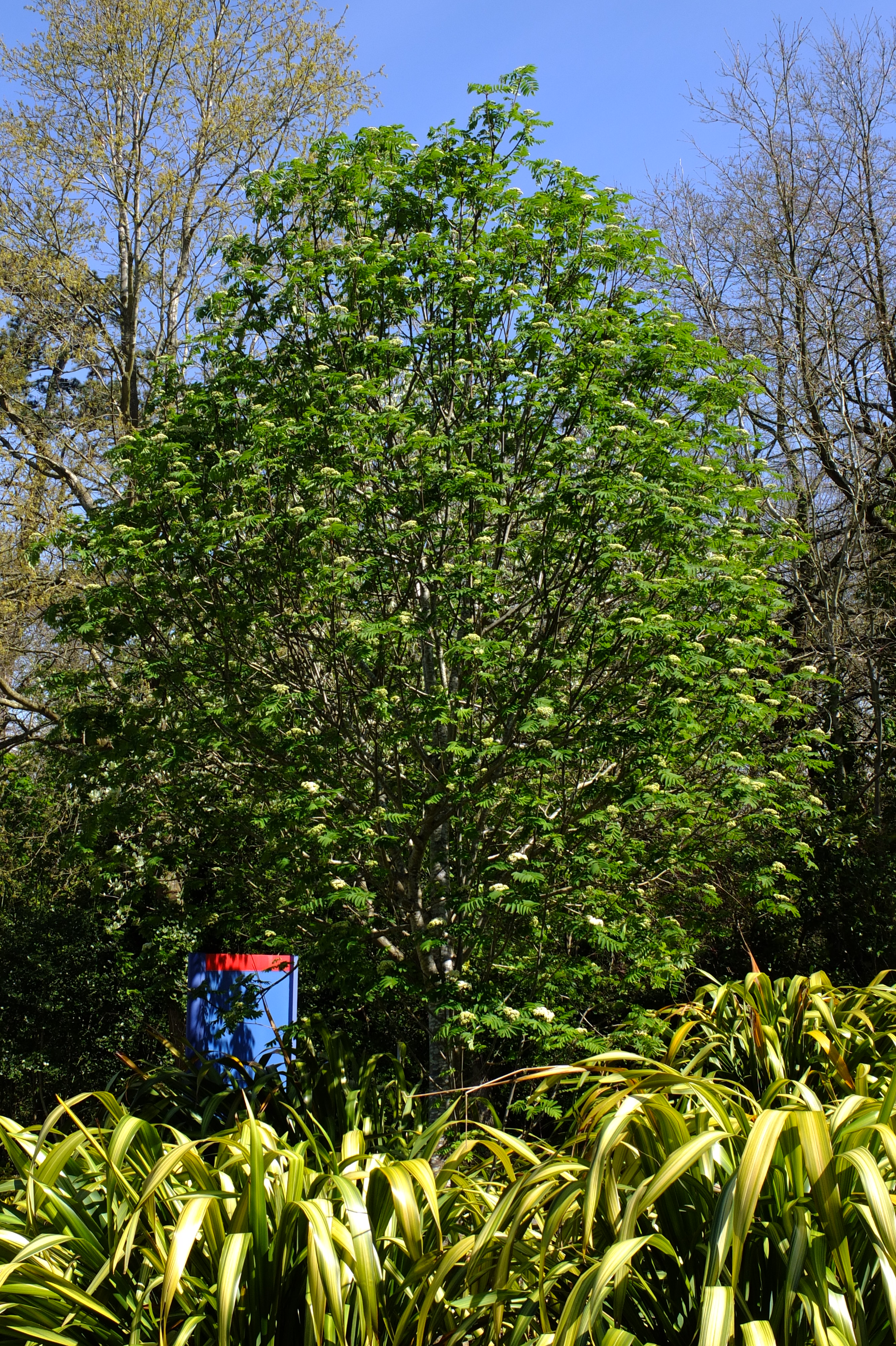 full-size image