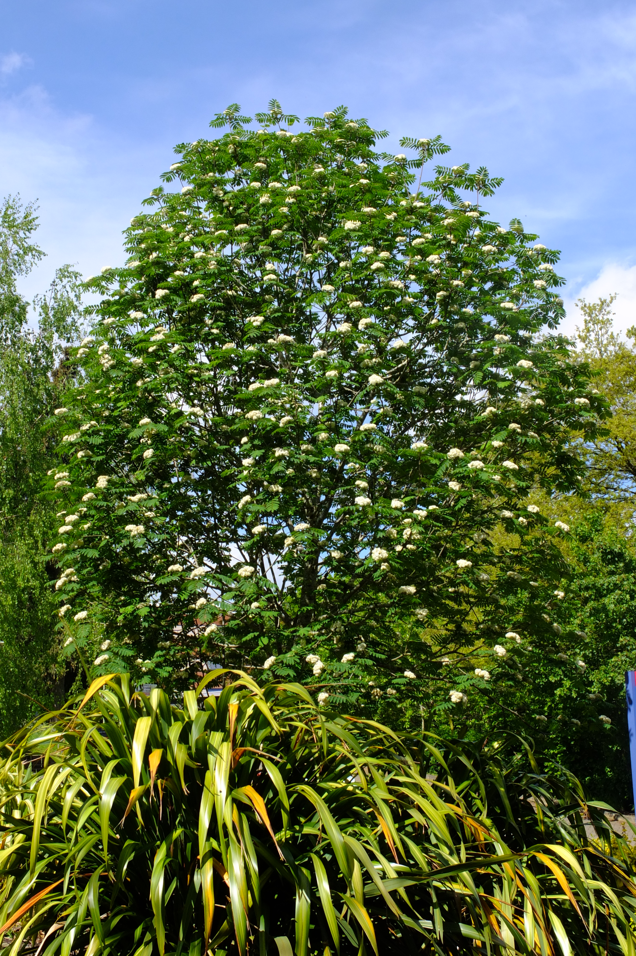 full-size image