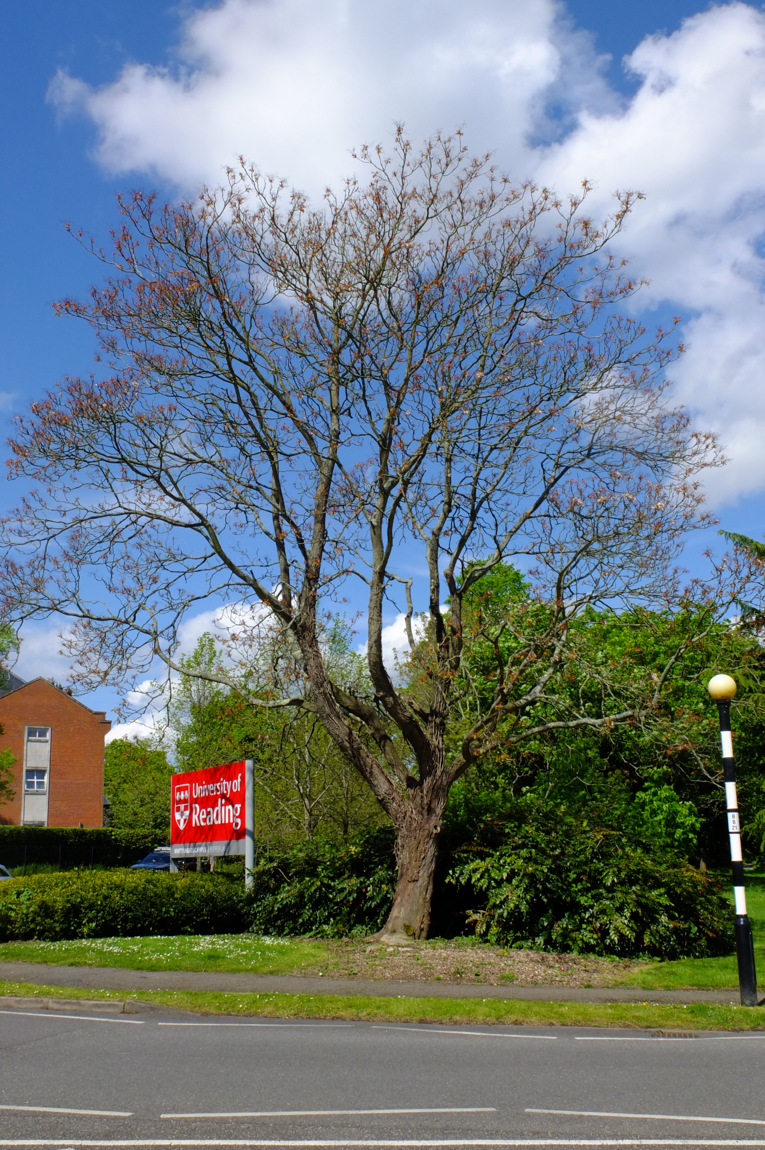 full-size image