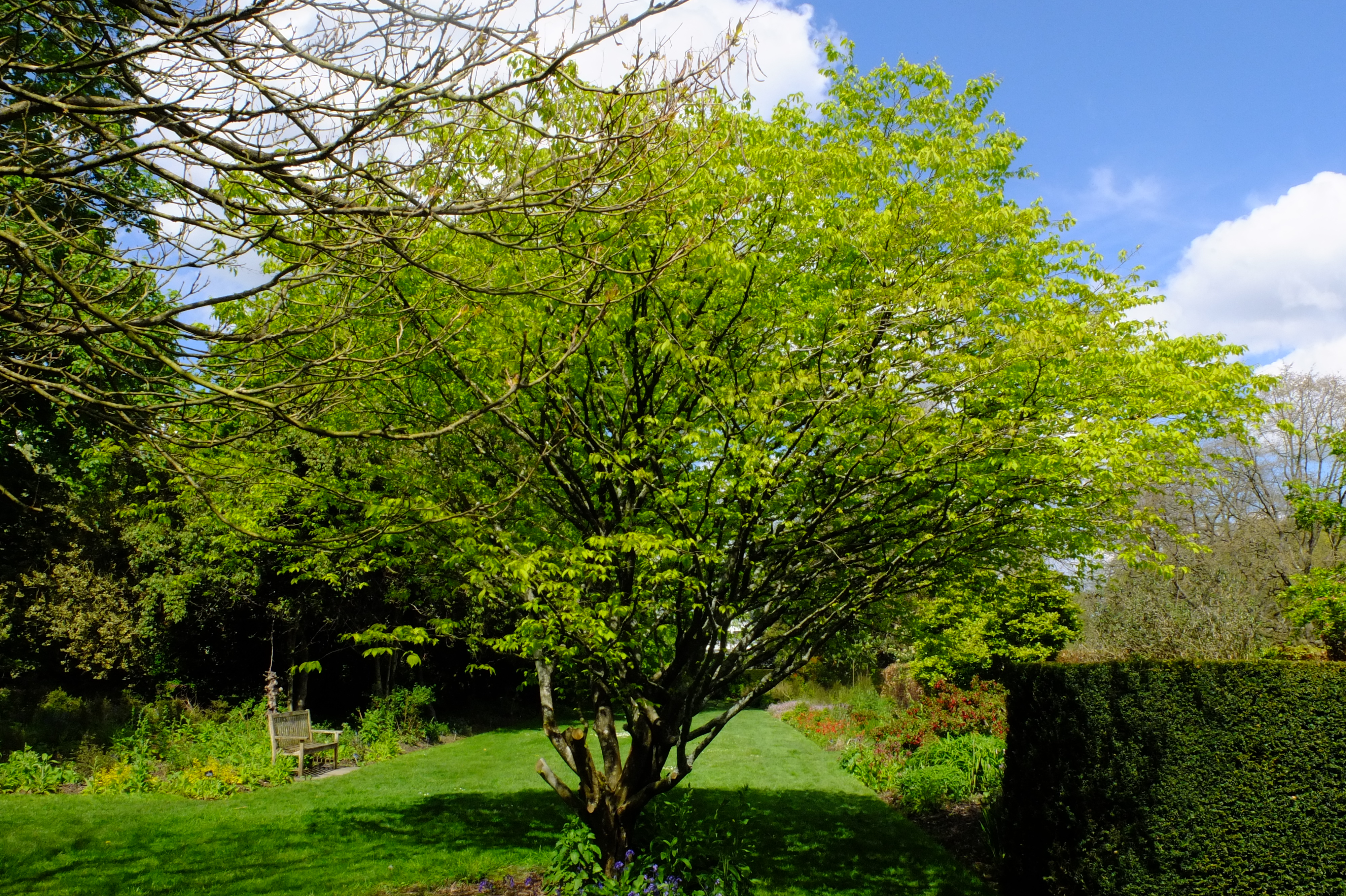 full-size image