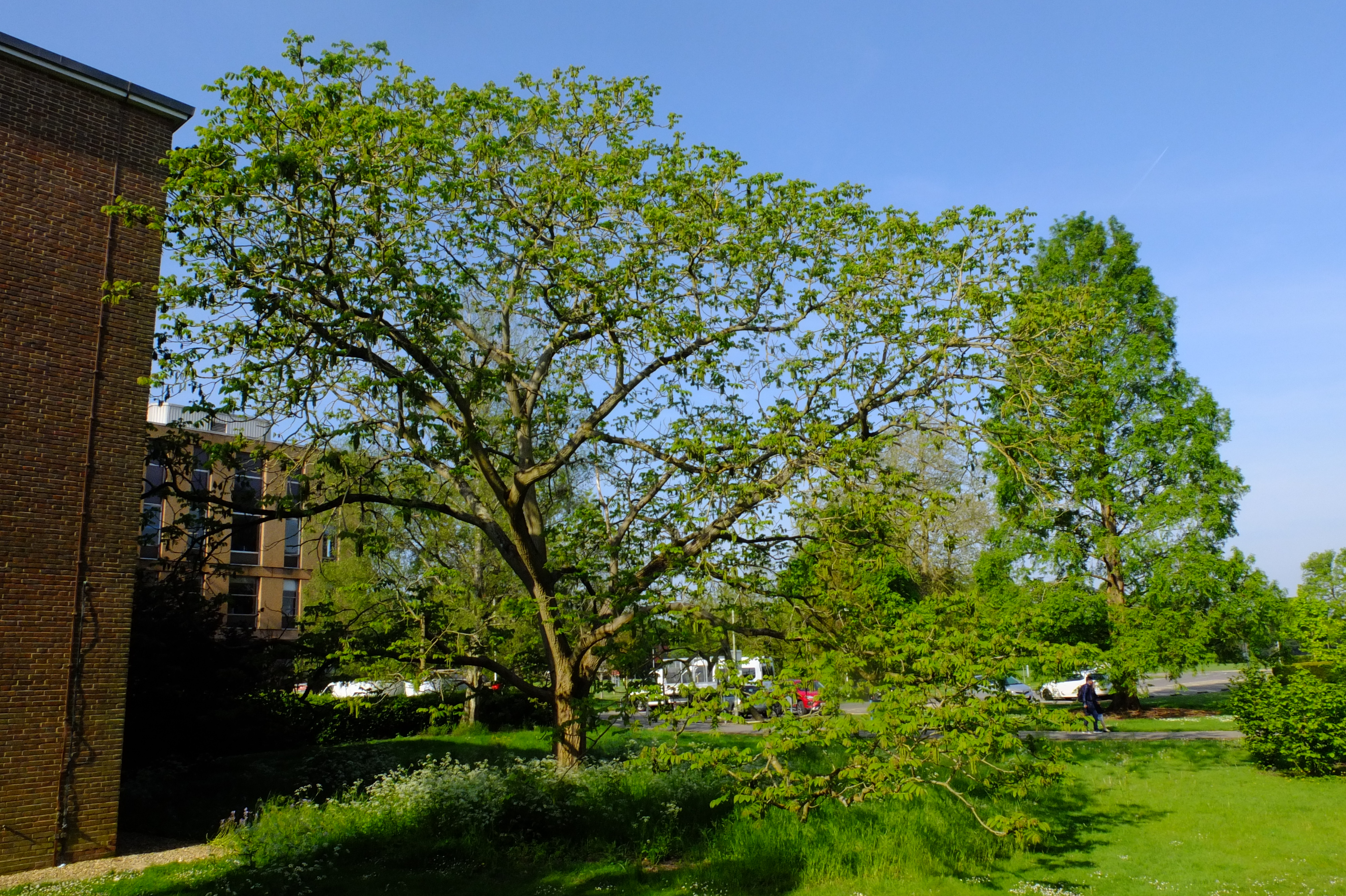 full-size image
