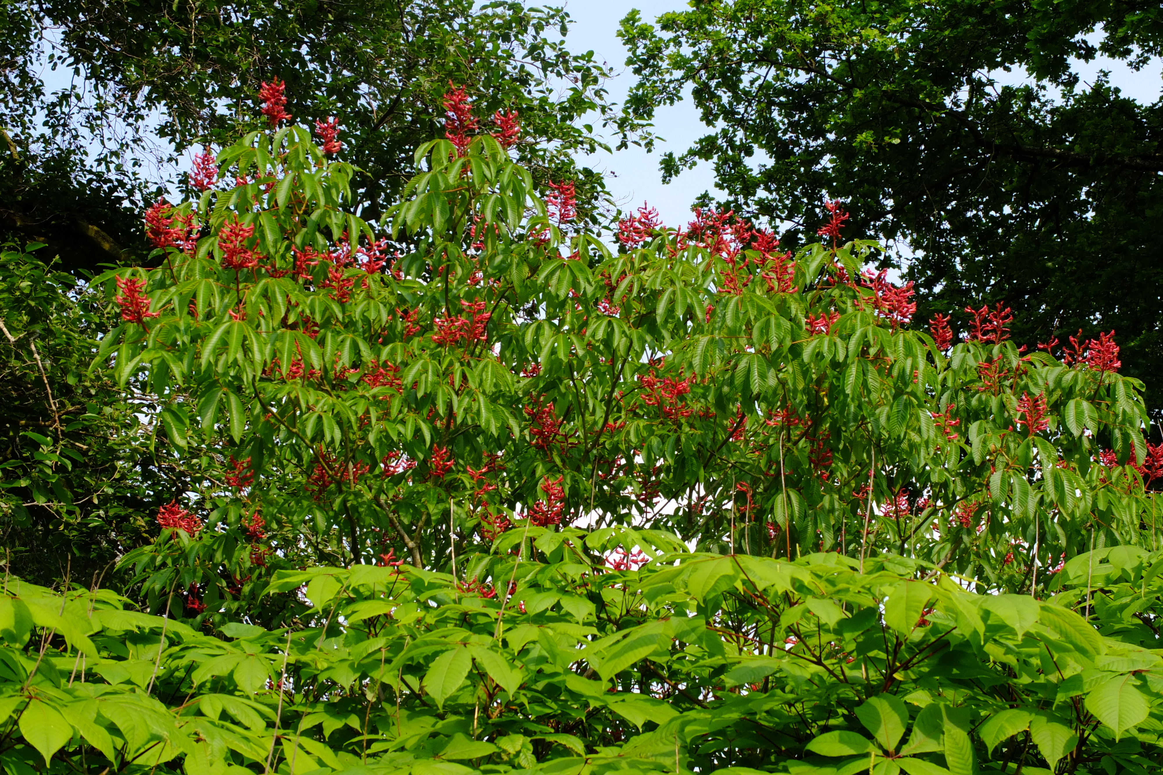 full-size image