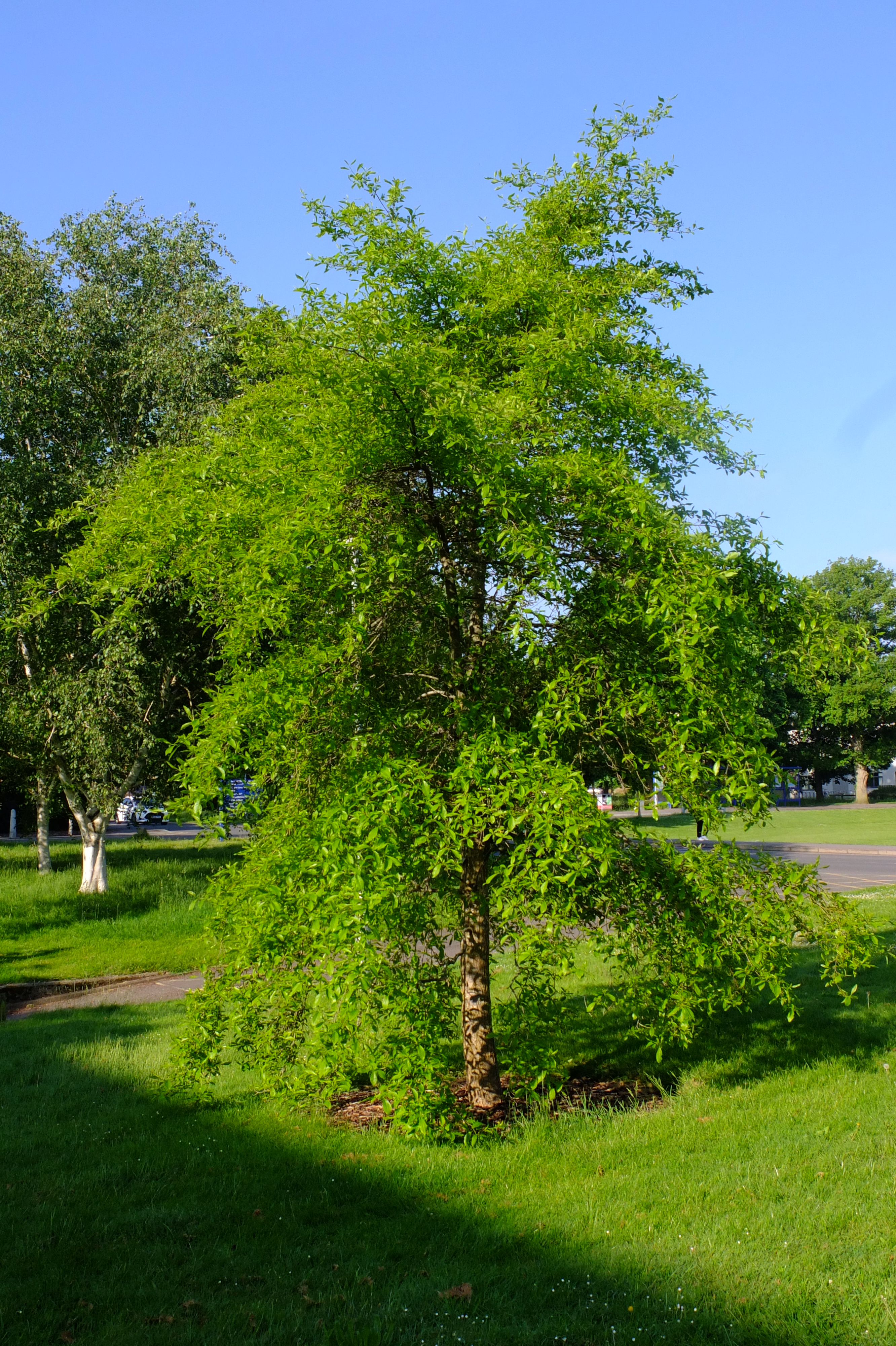 full-size image