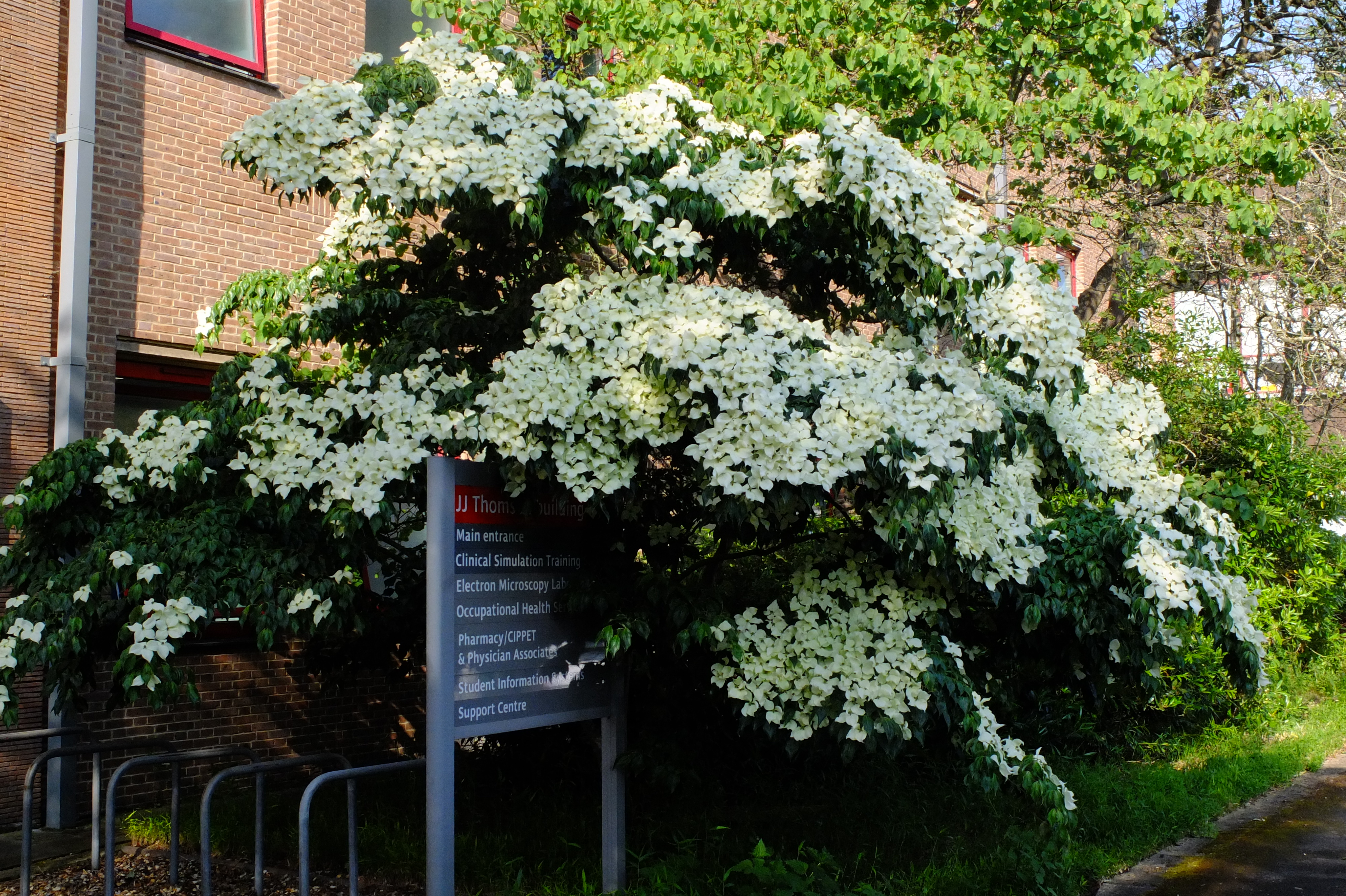 full-size image