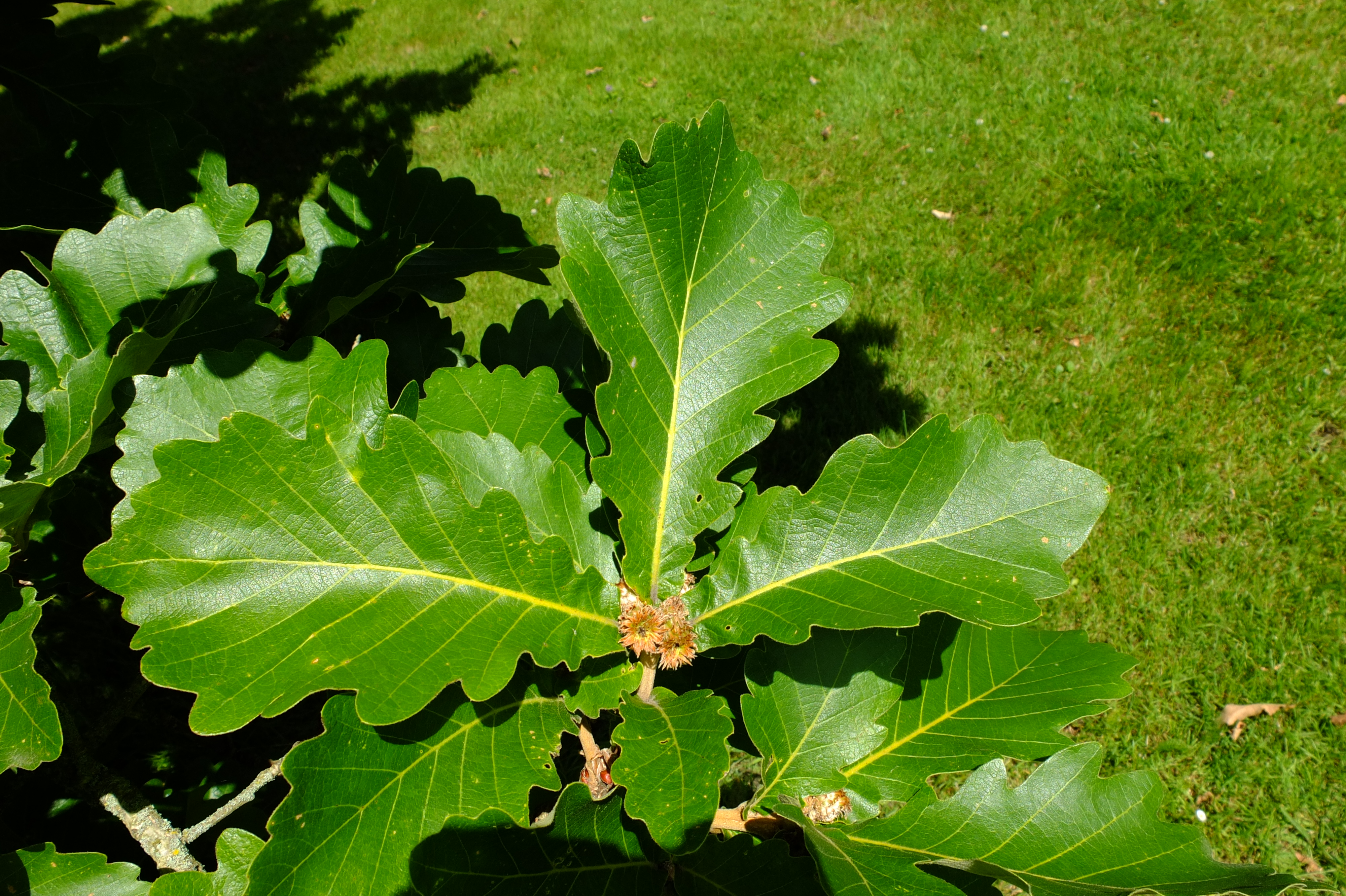 full-size image