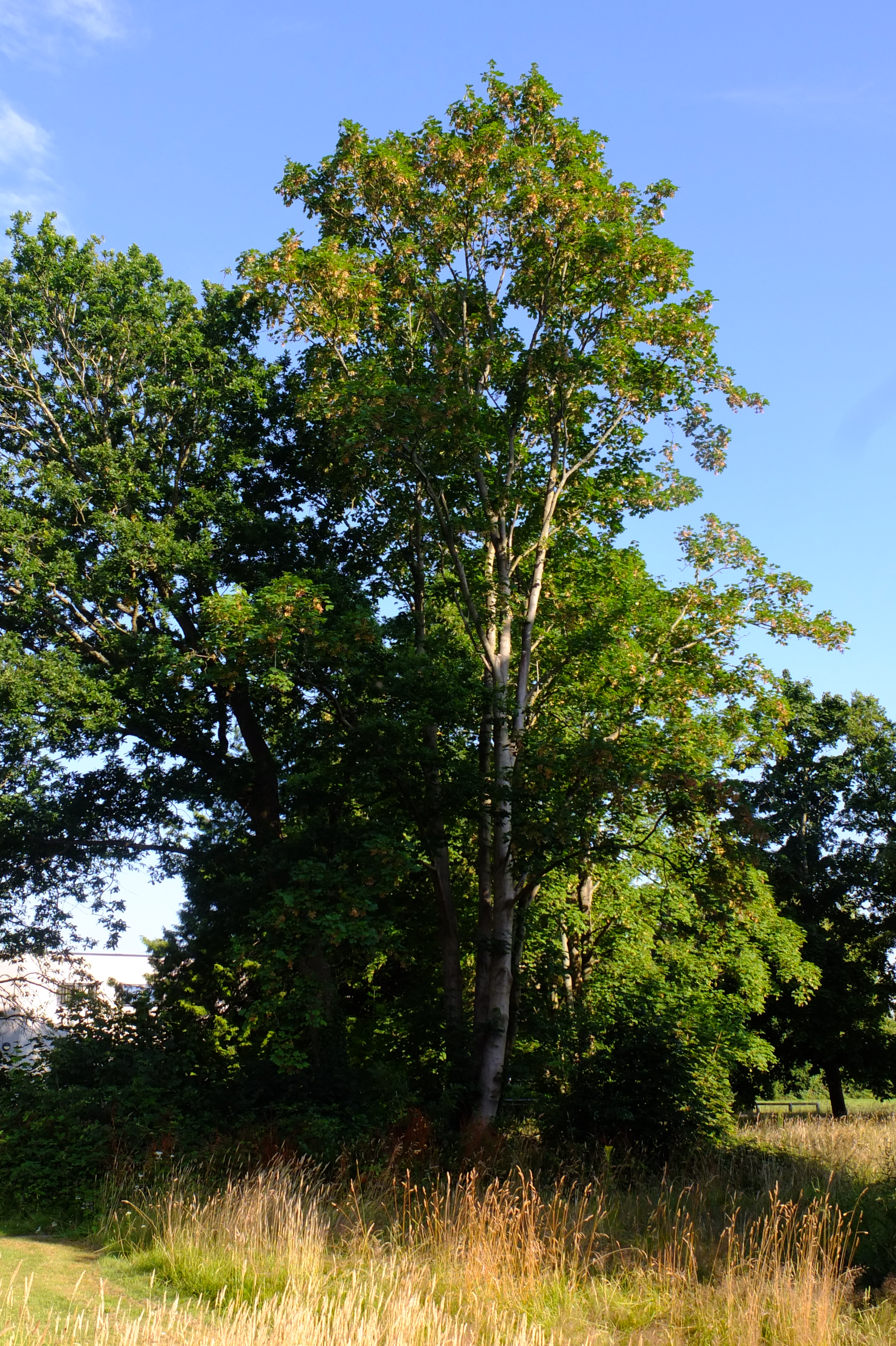 full-size image