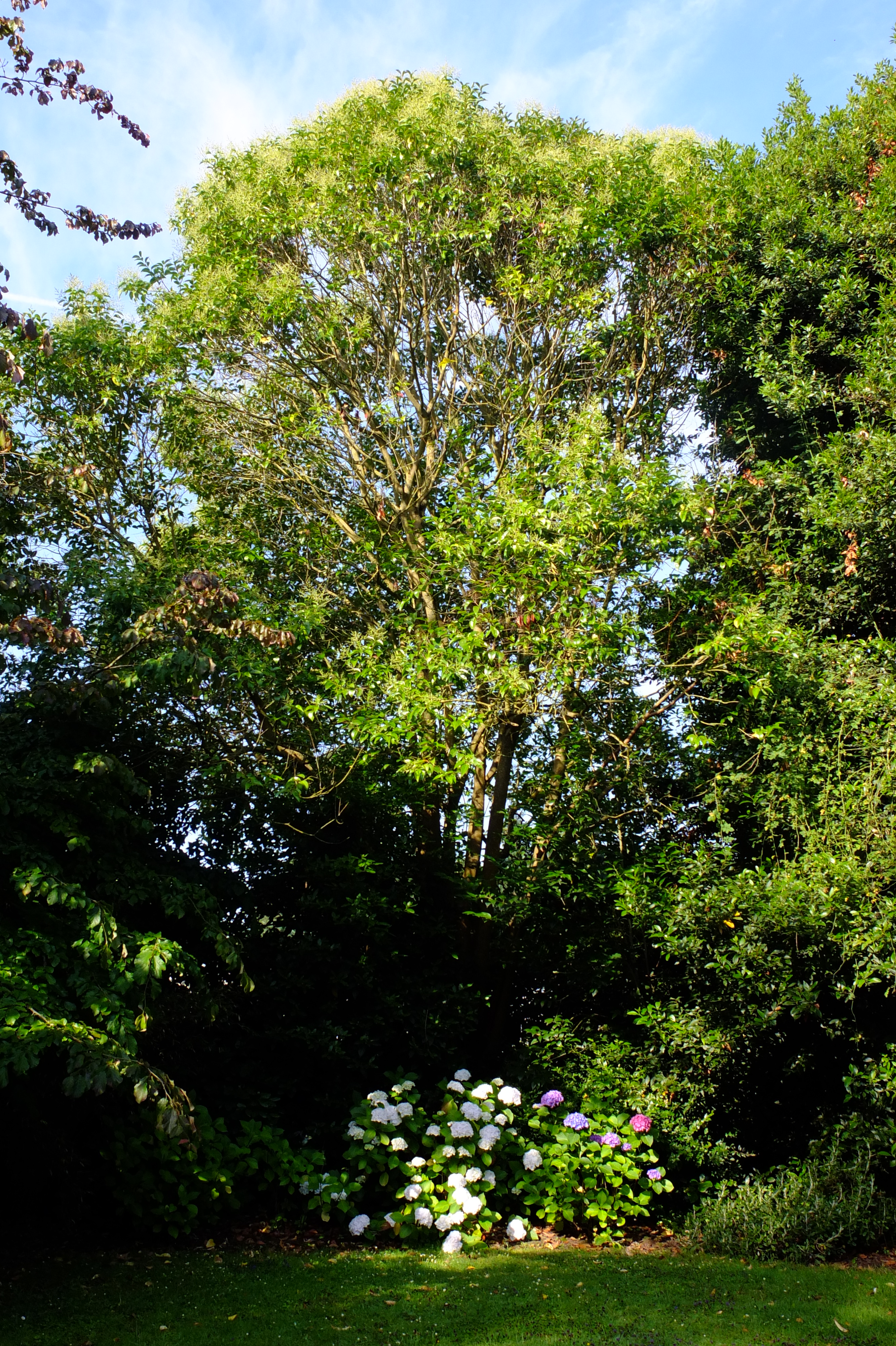 full-size image