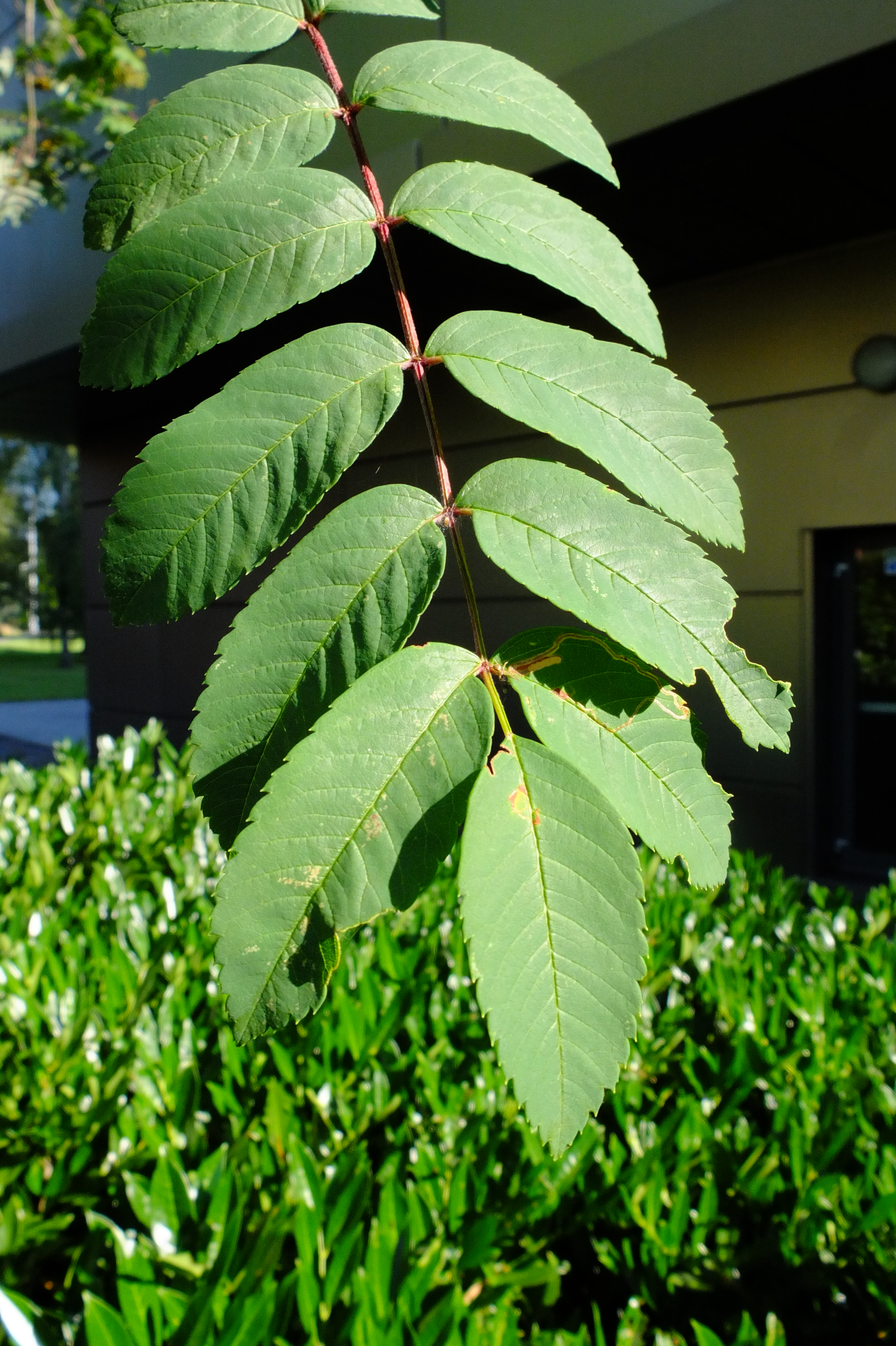 full-size image