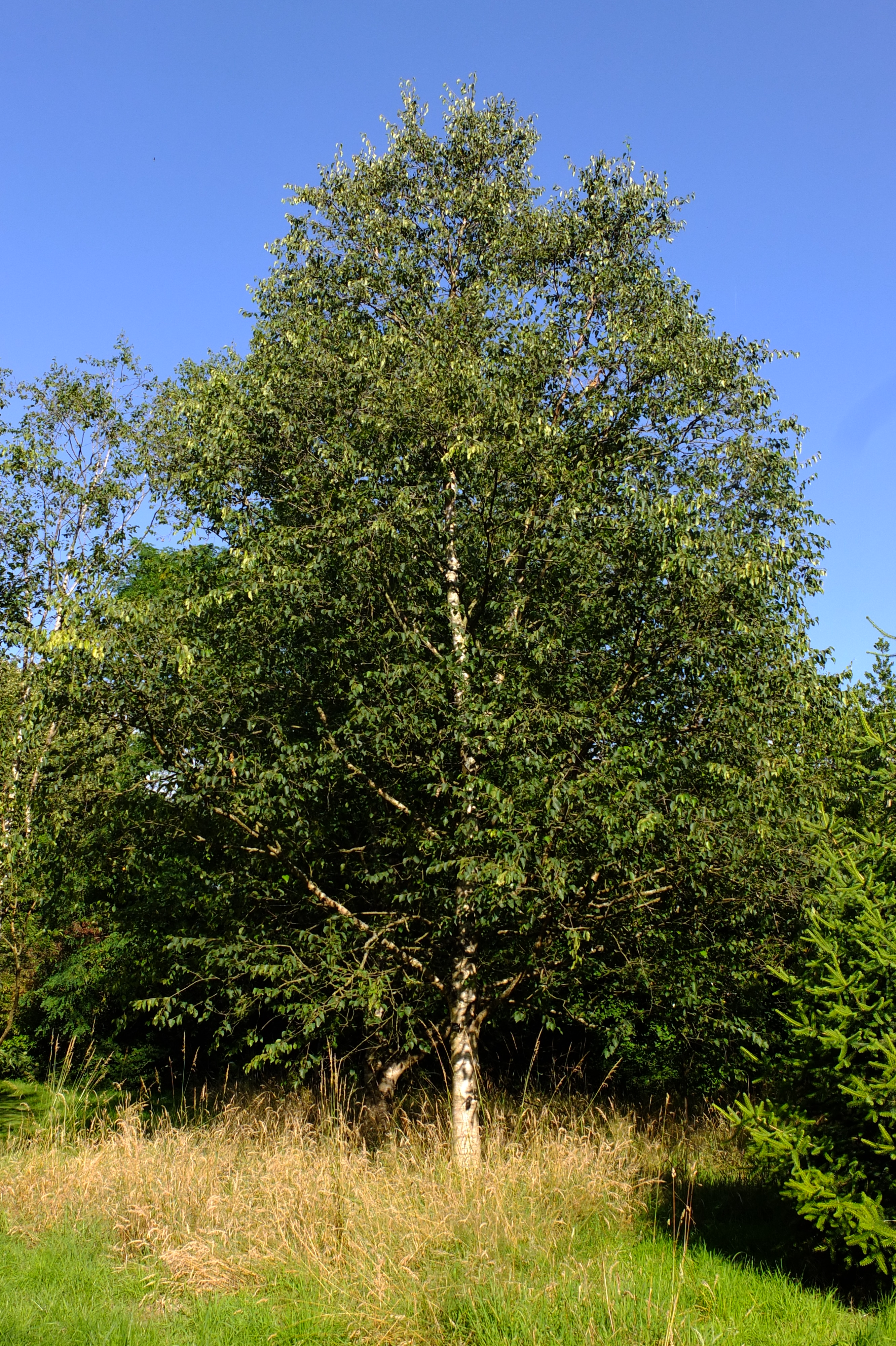 full-size image