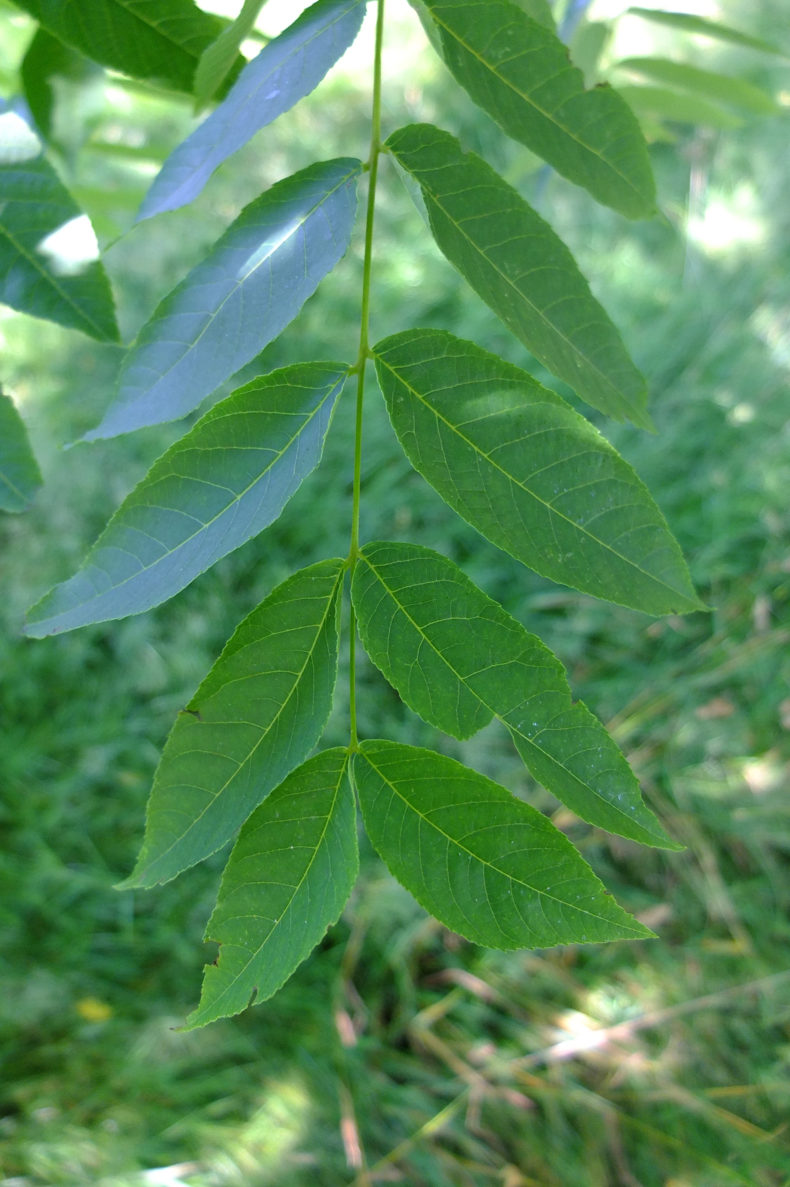 full-size image