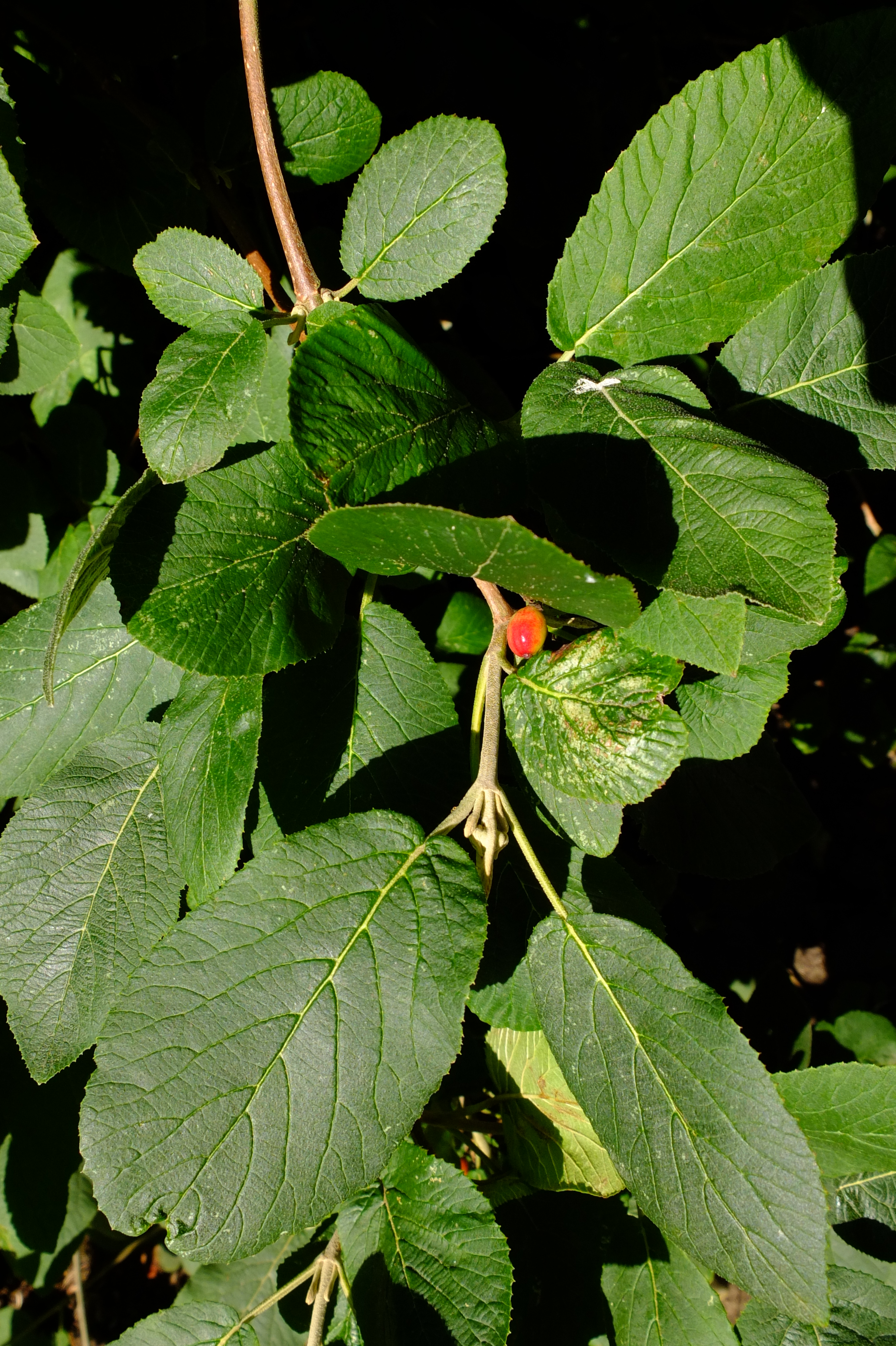 full-size image