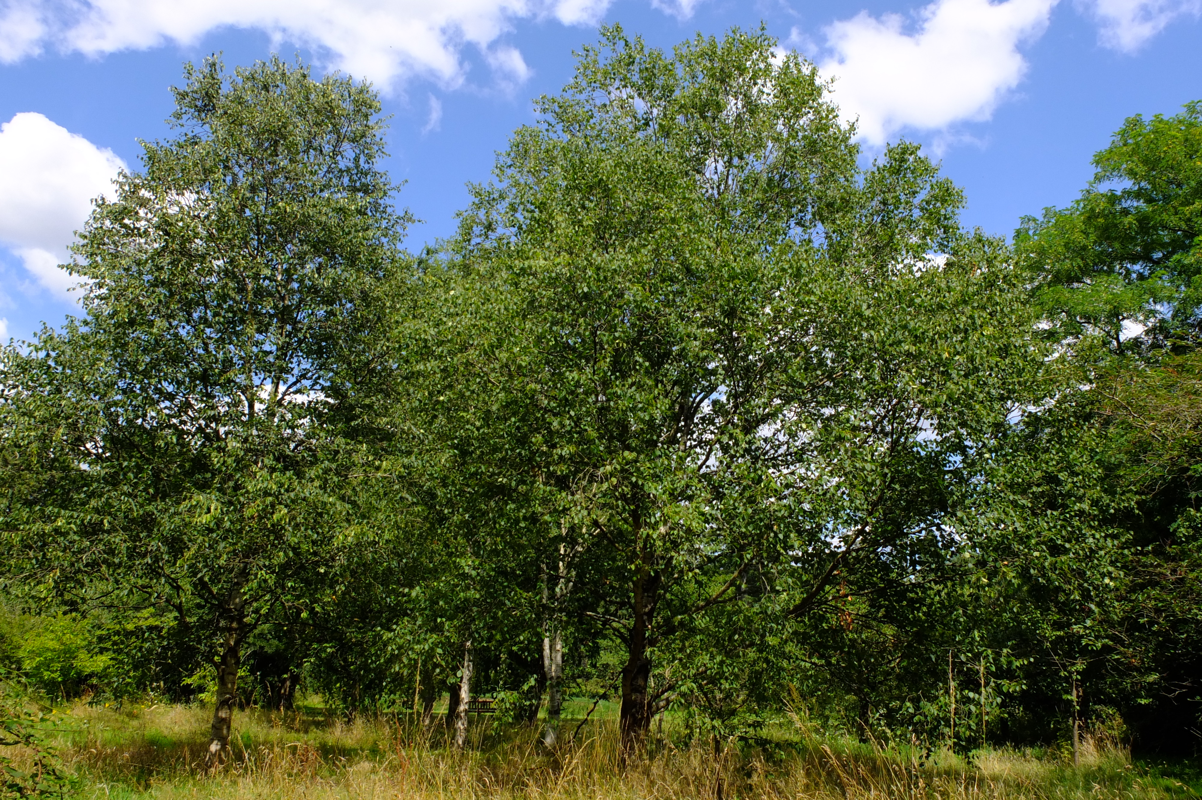 full-size image