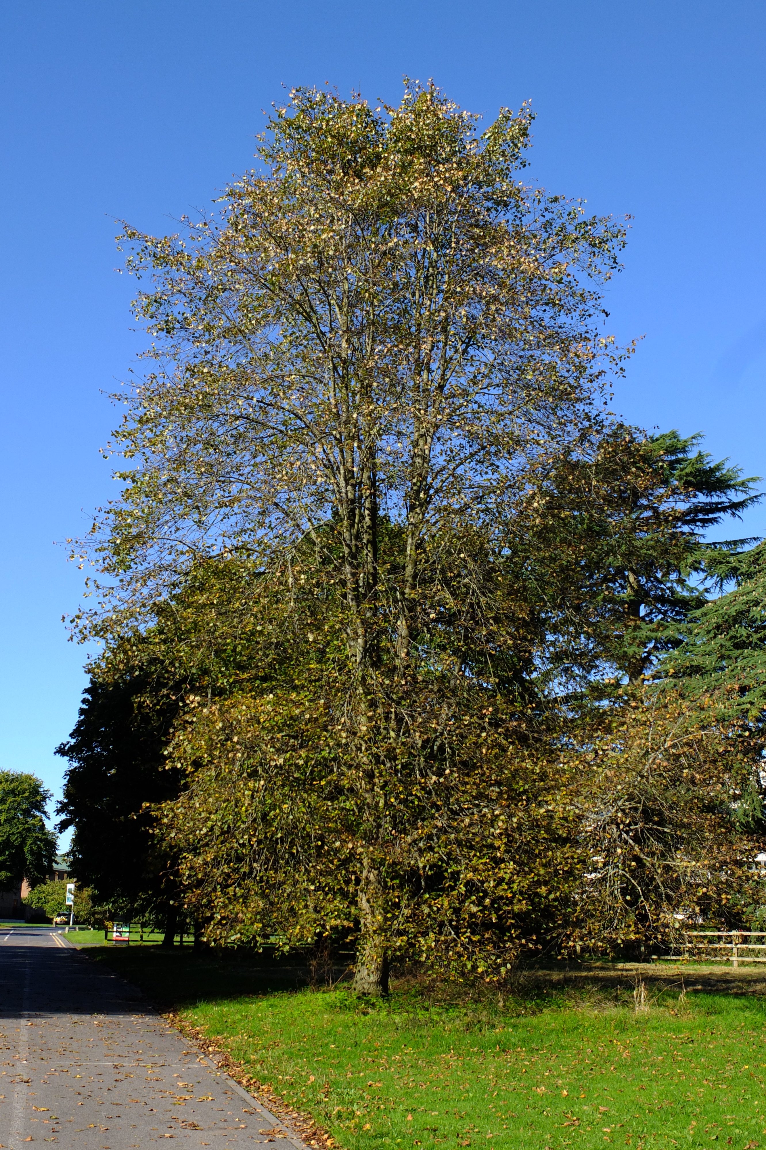 full-size image