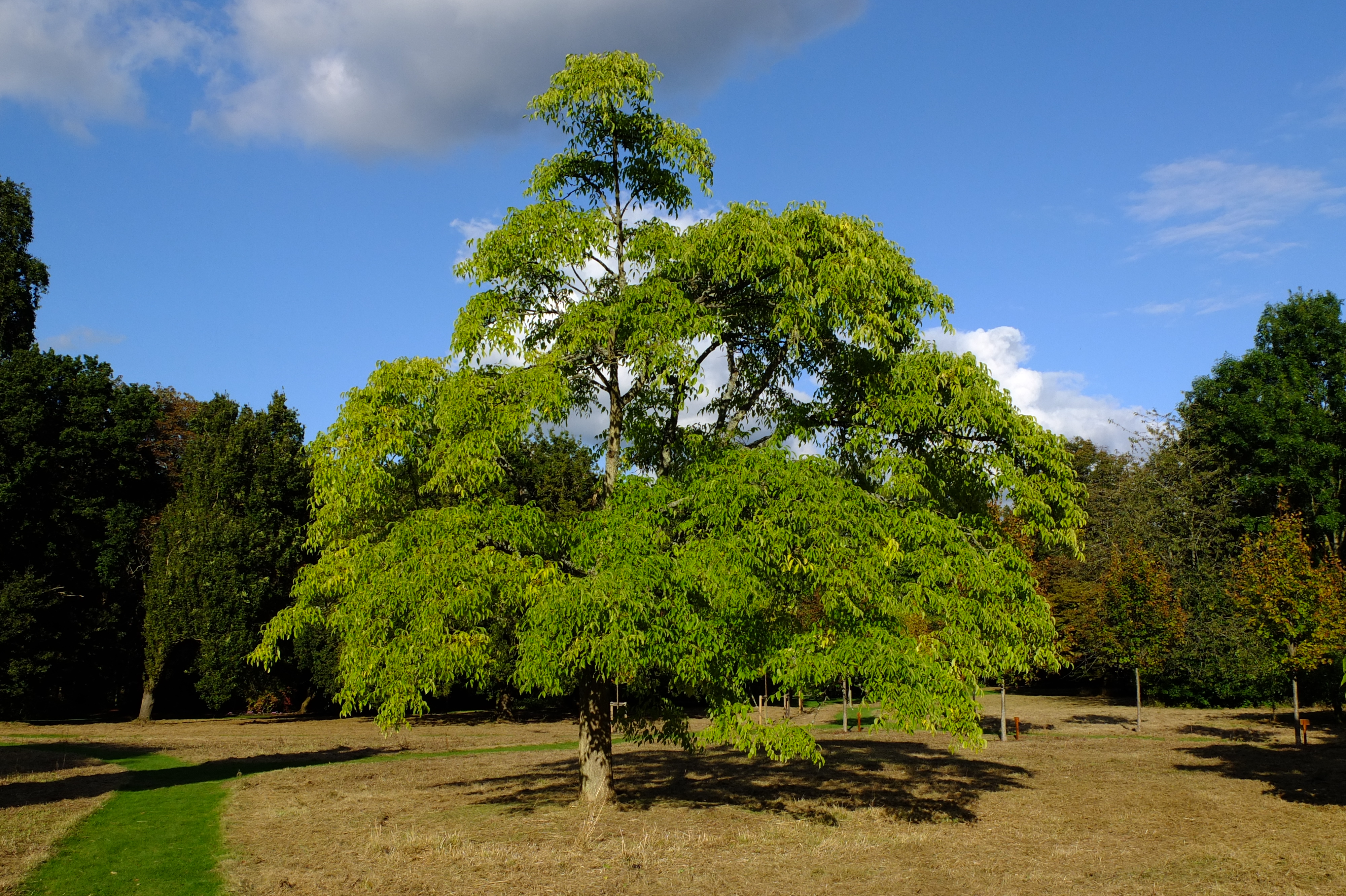 full-size image