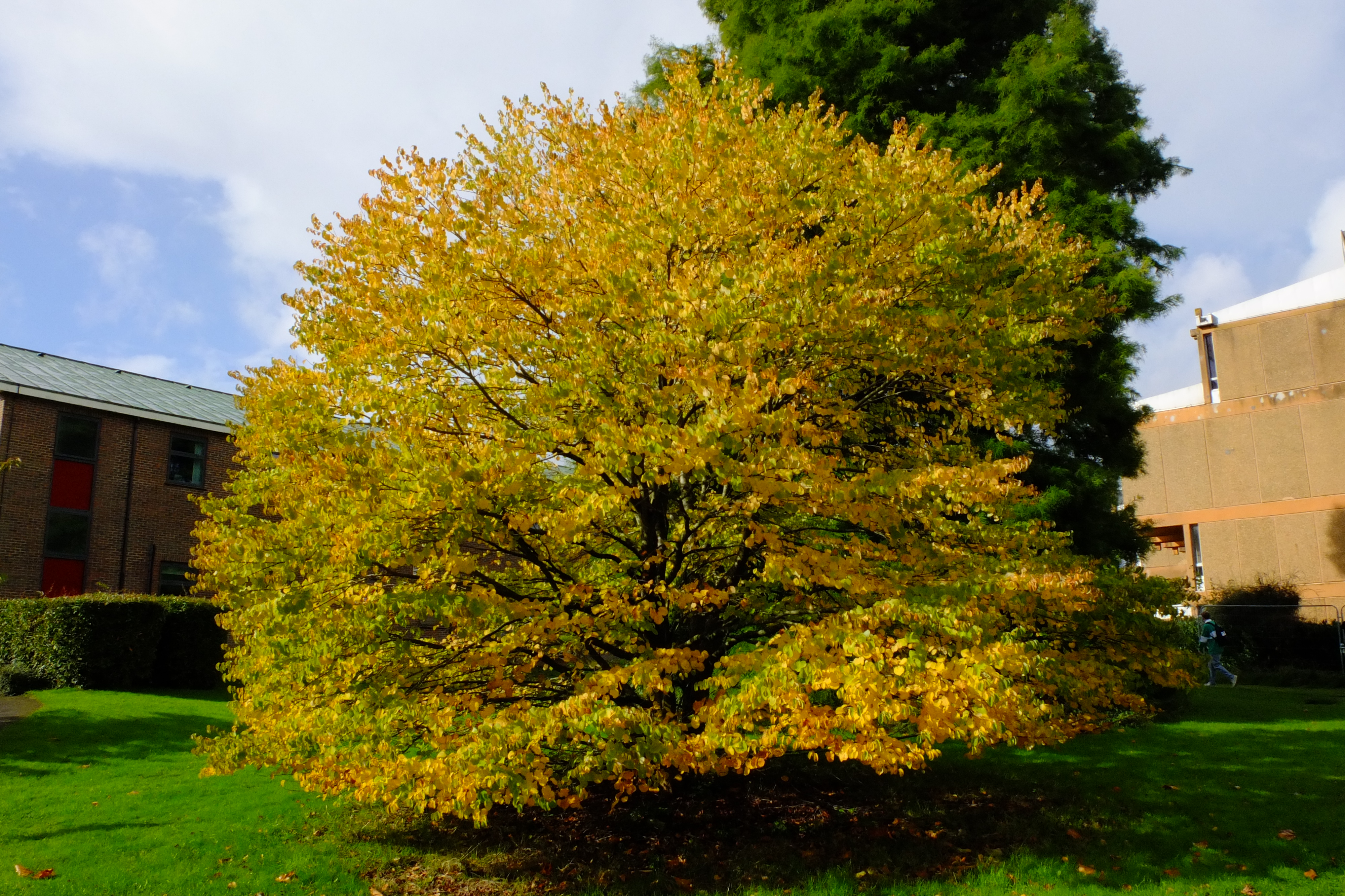 full-size image