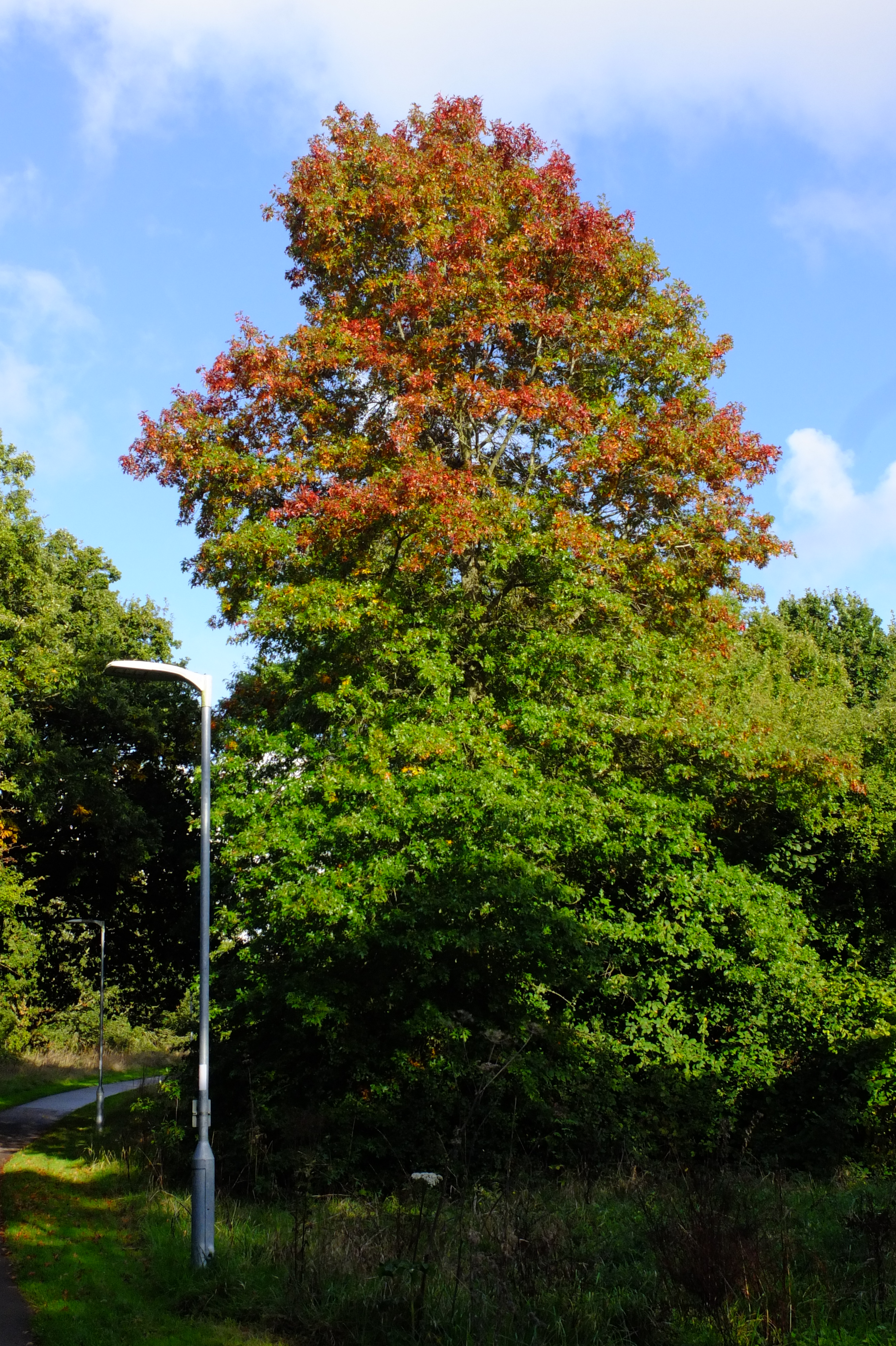 full-size image