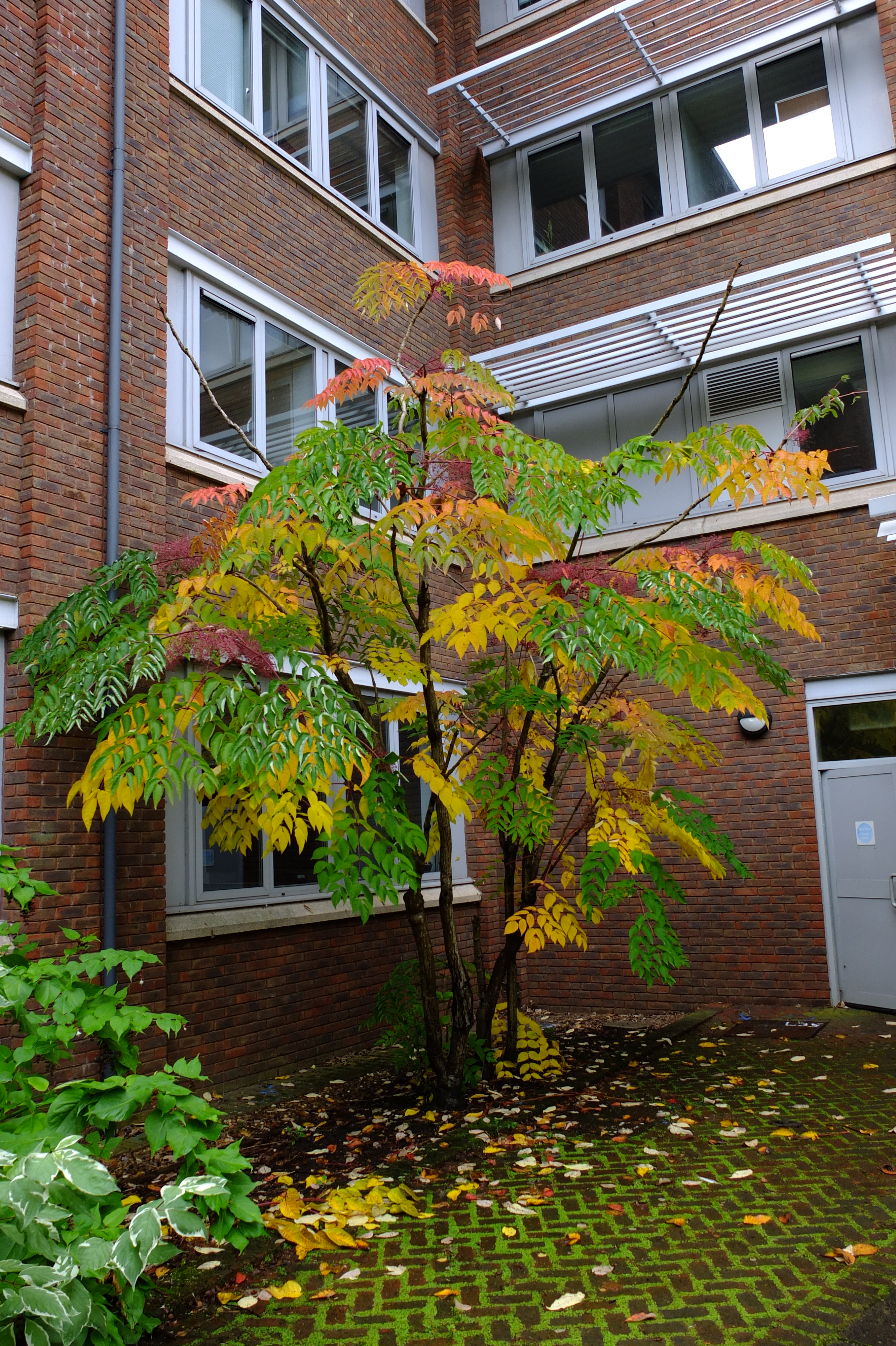full-size image