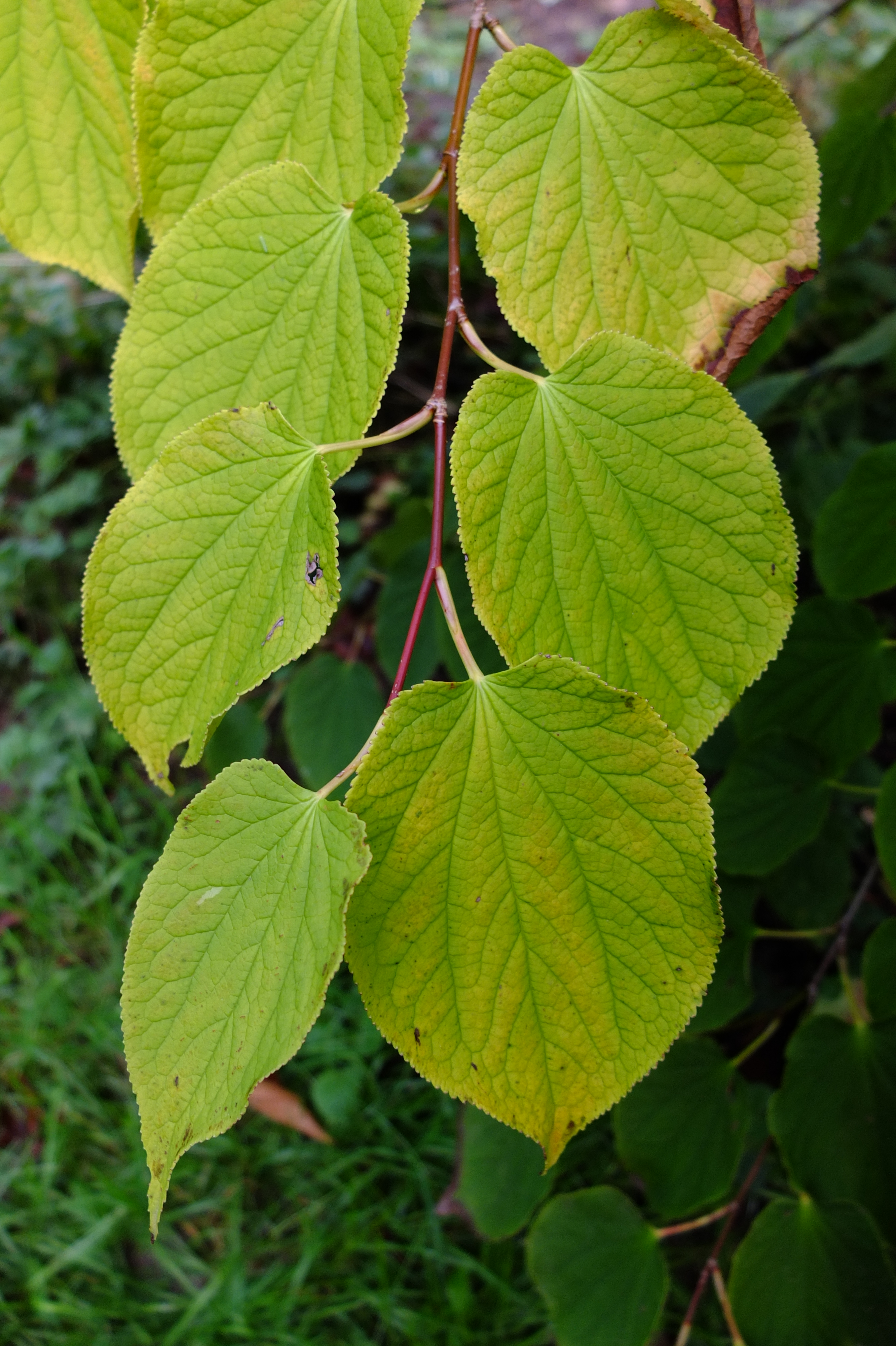 full-size image