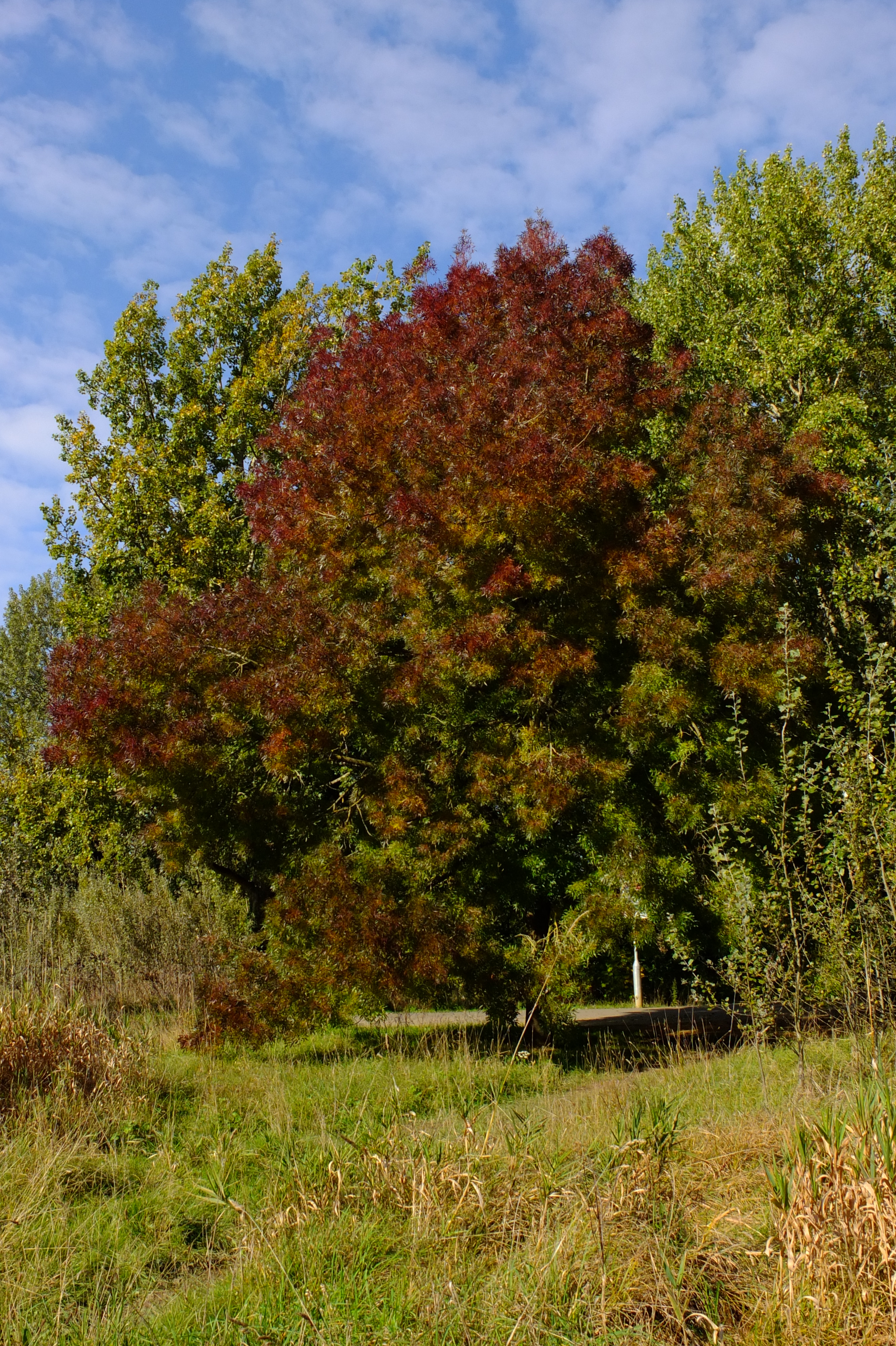full-size image
