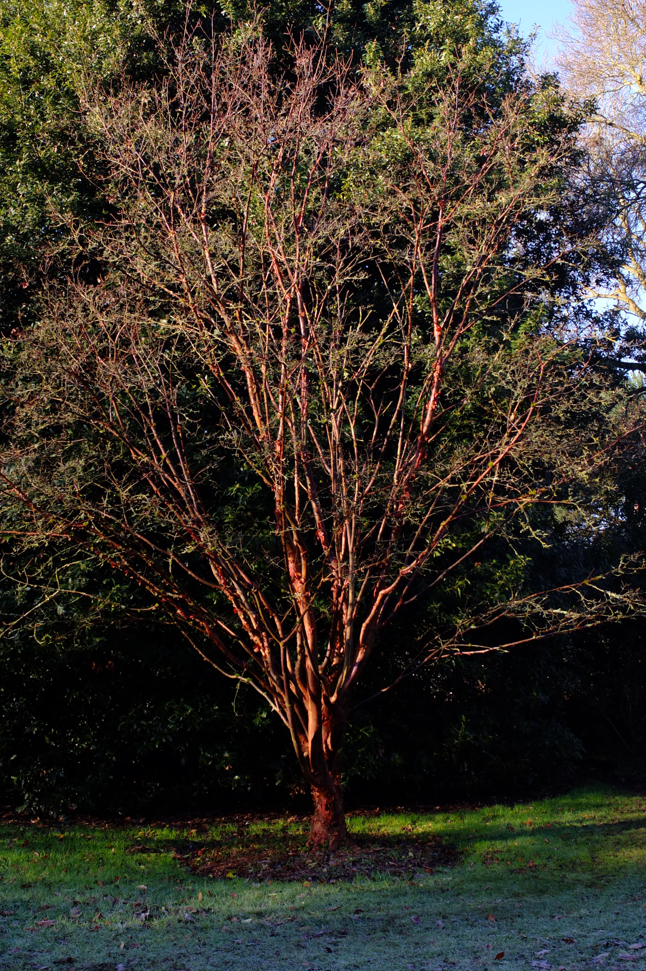 full-size image