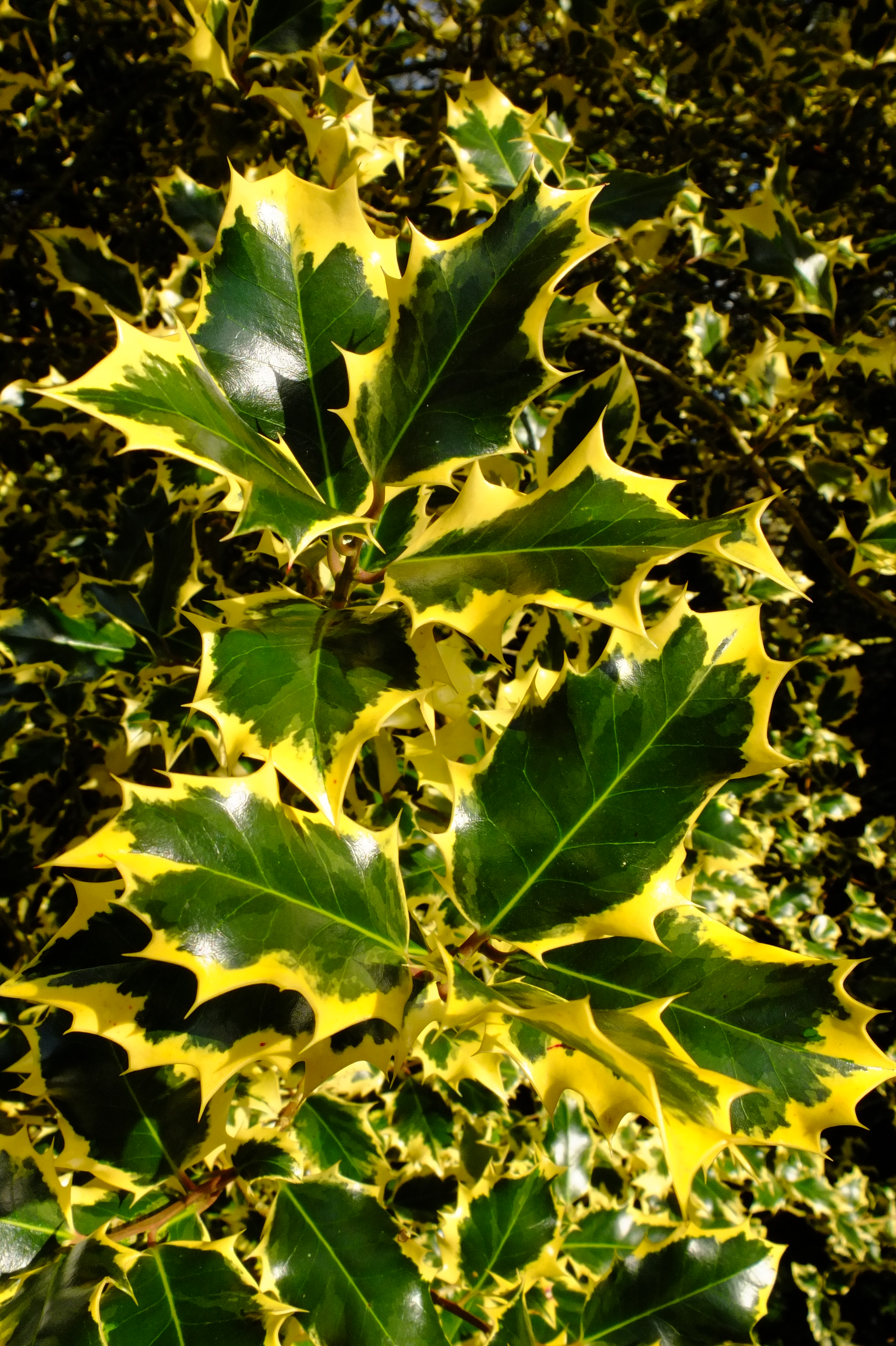 full-size image