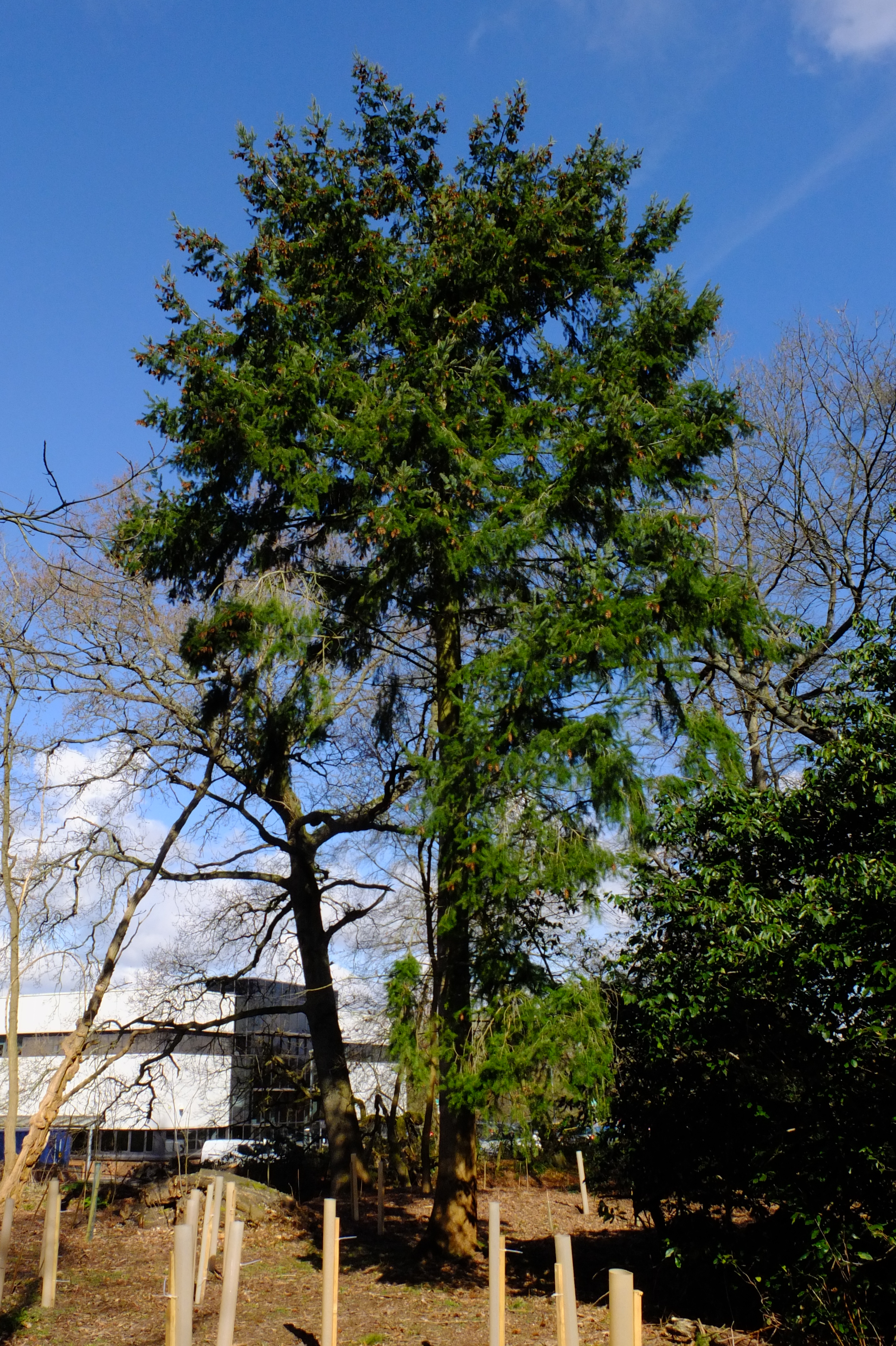full-size image