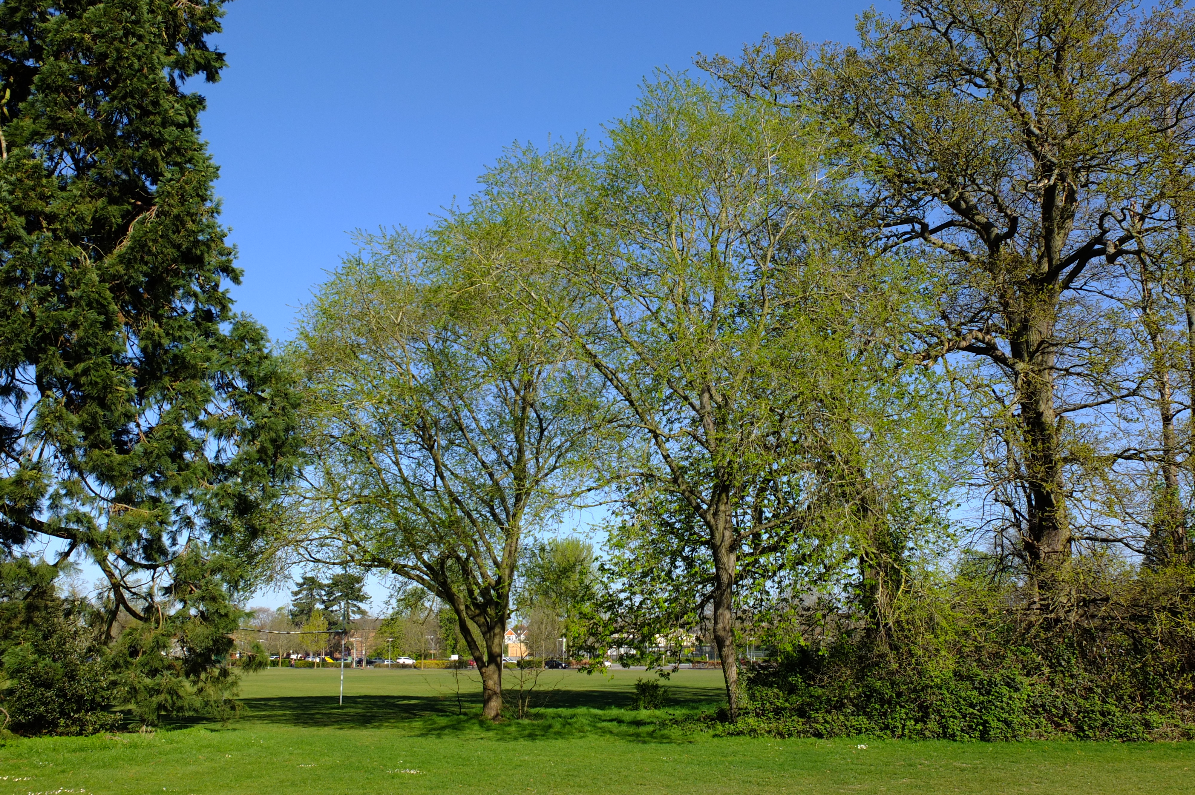 full-size image