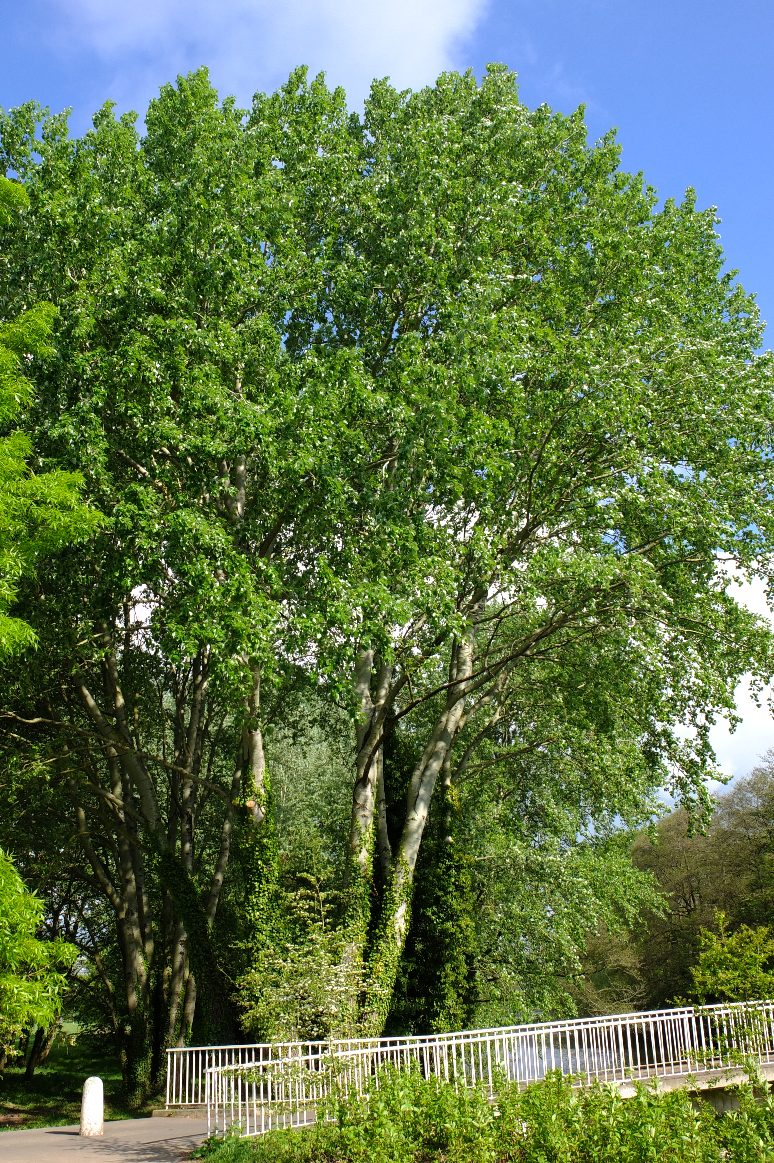 full-size image