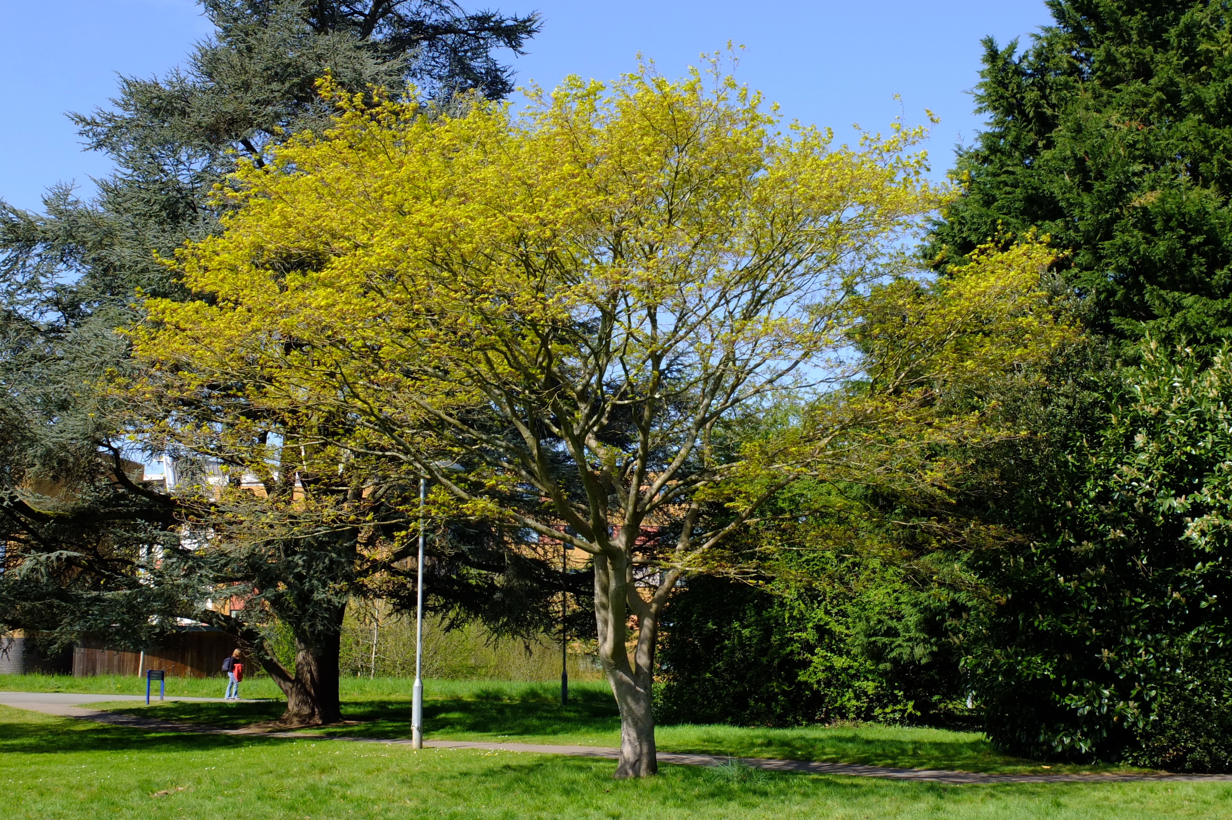 full-size image