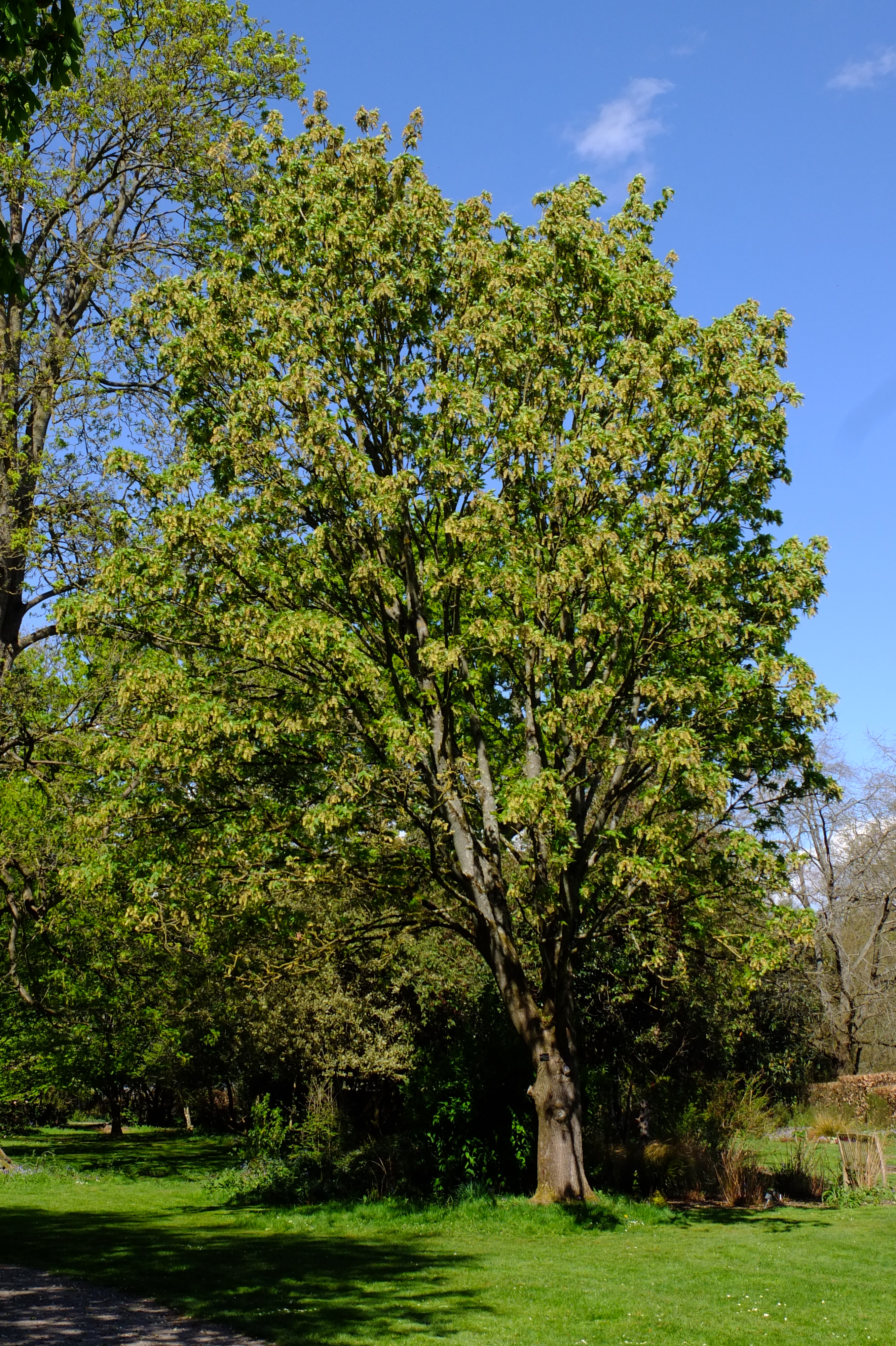 full-size image