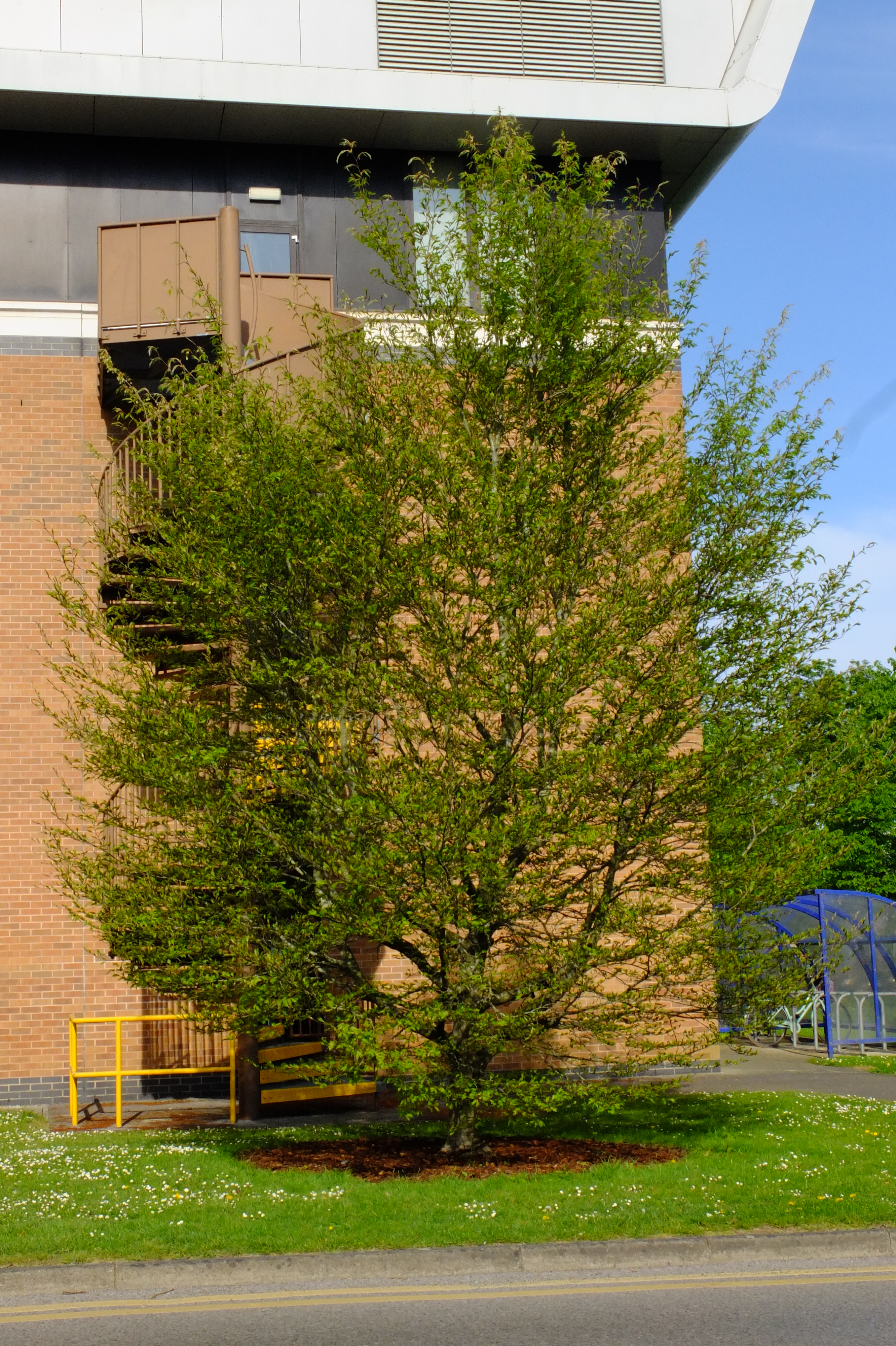 full-size image