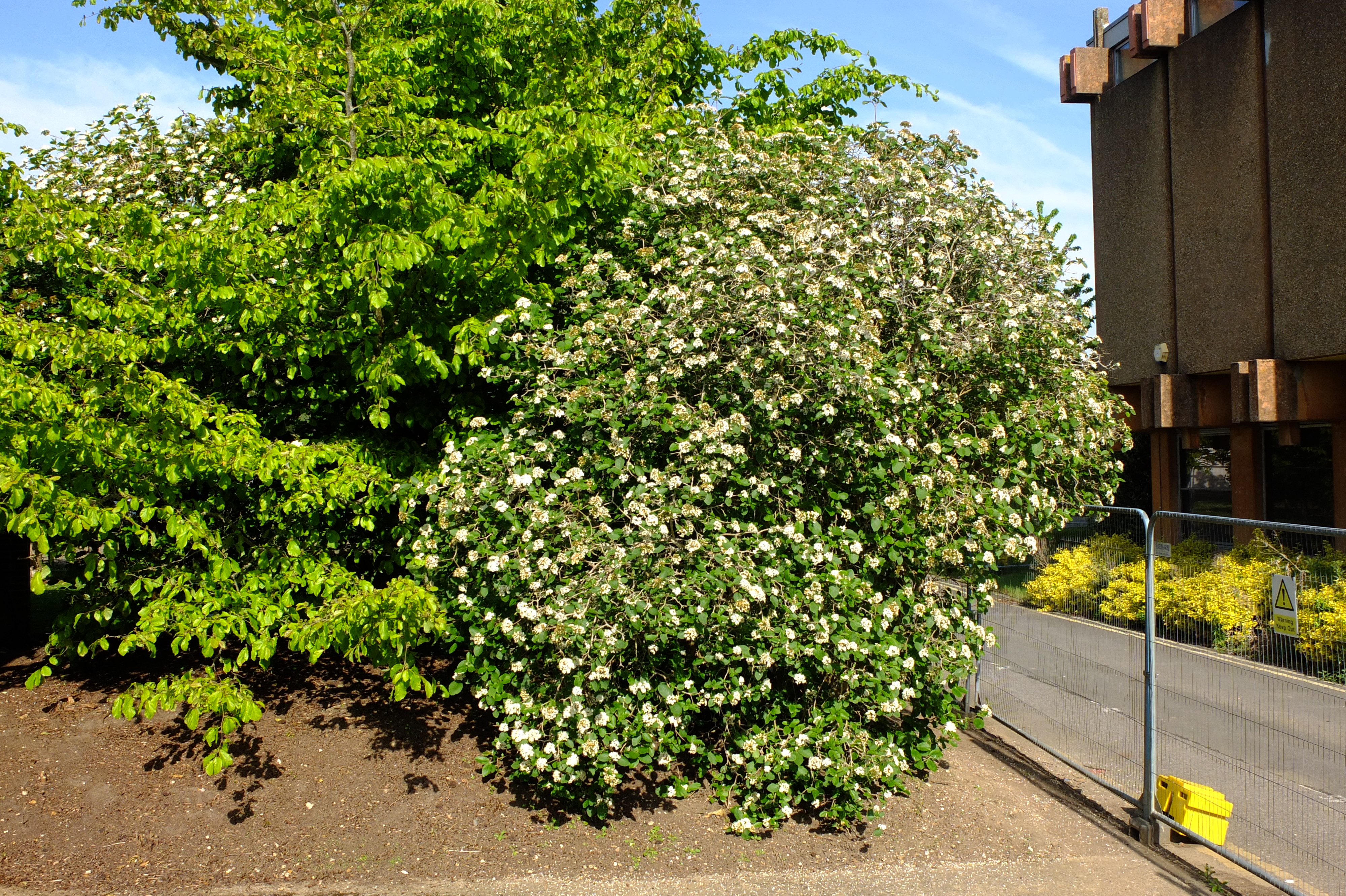 full-size image