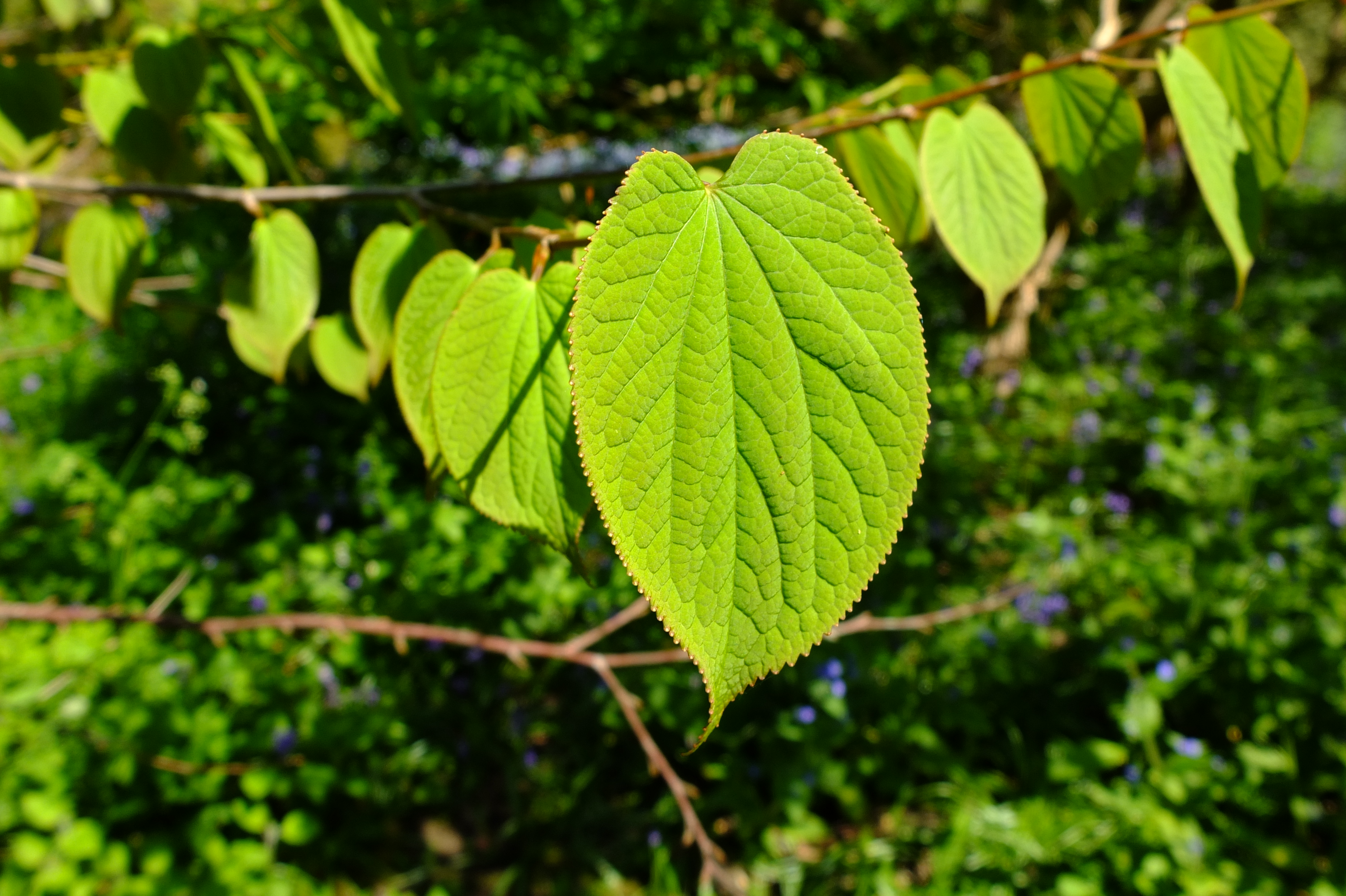 full-size image