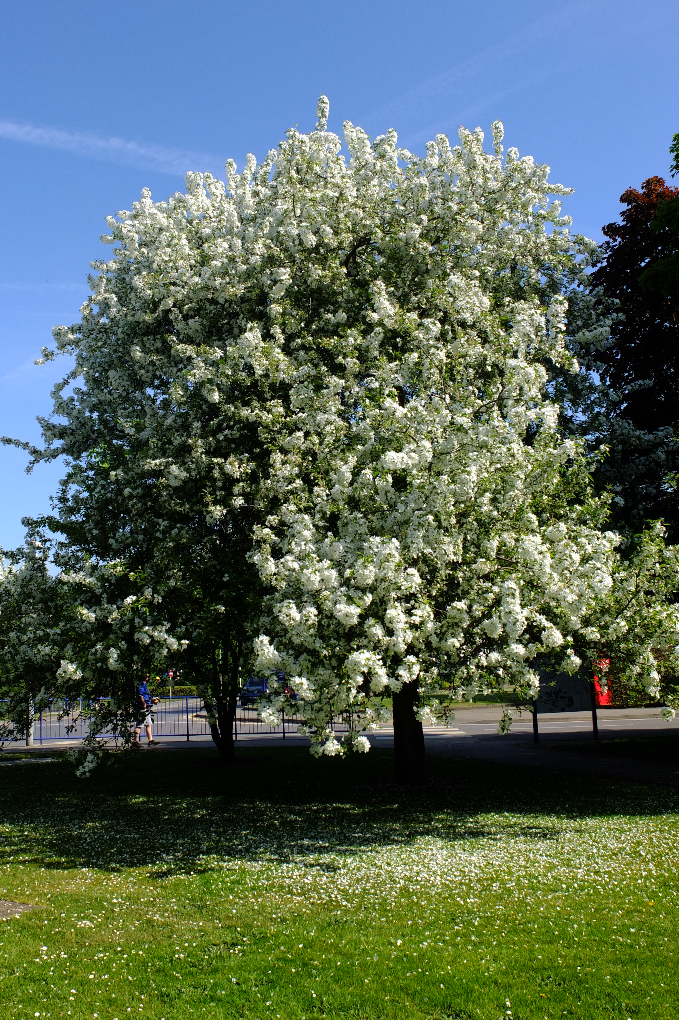 full-size image
